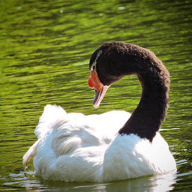 Black-necked Swan