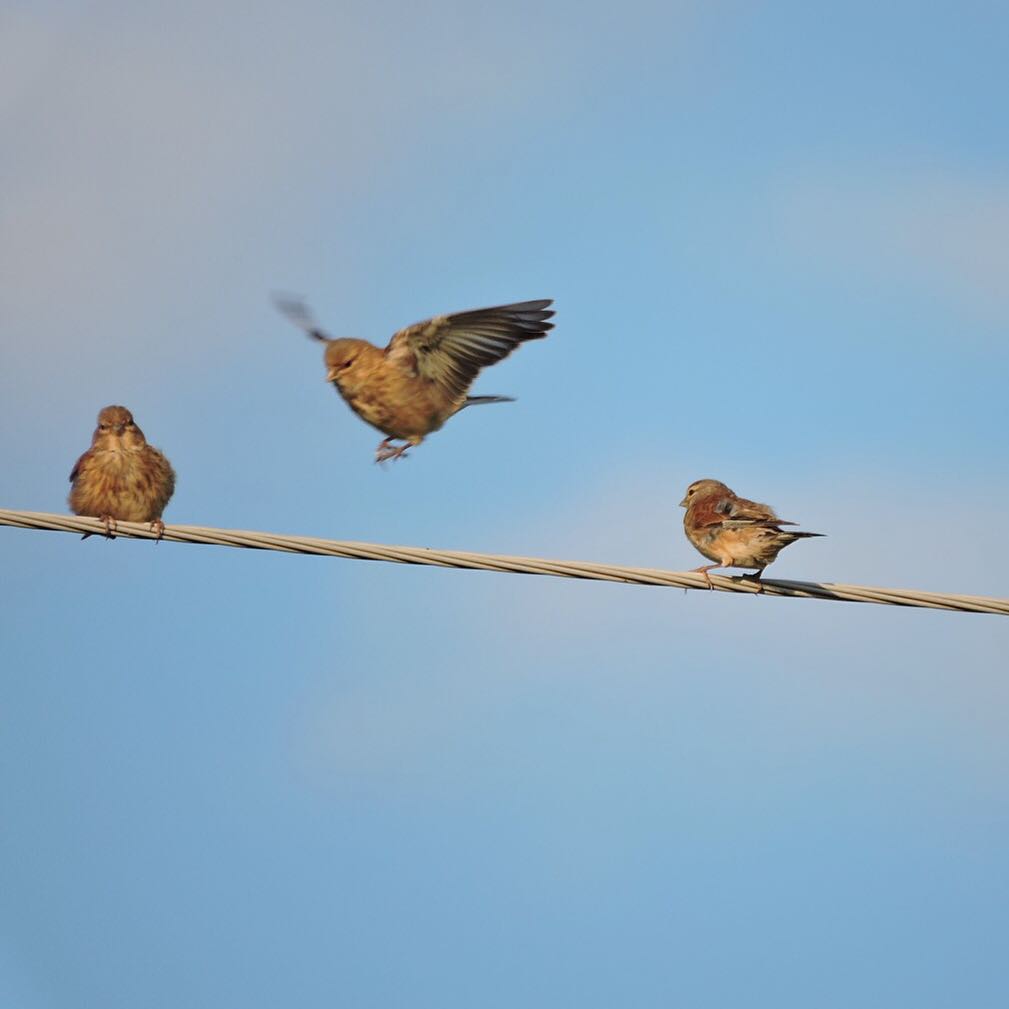 Common Linnet