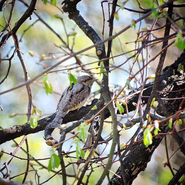 Eurasian Wryneck