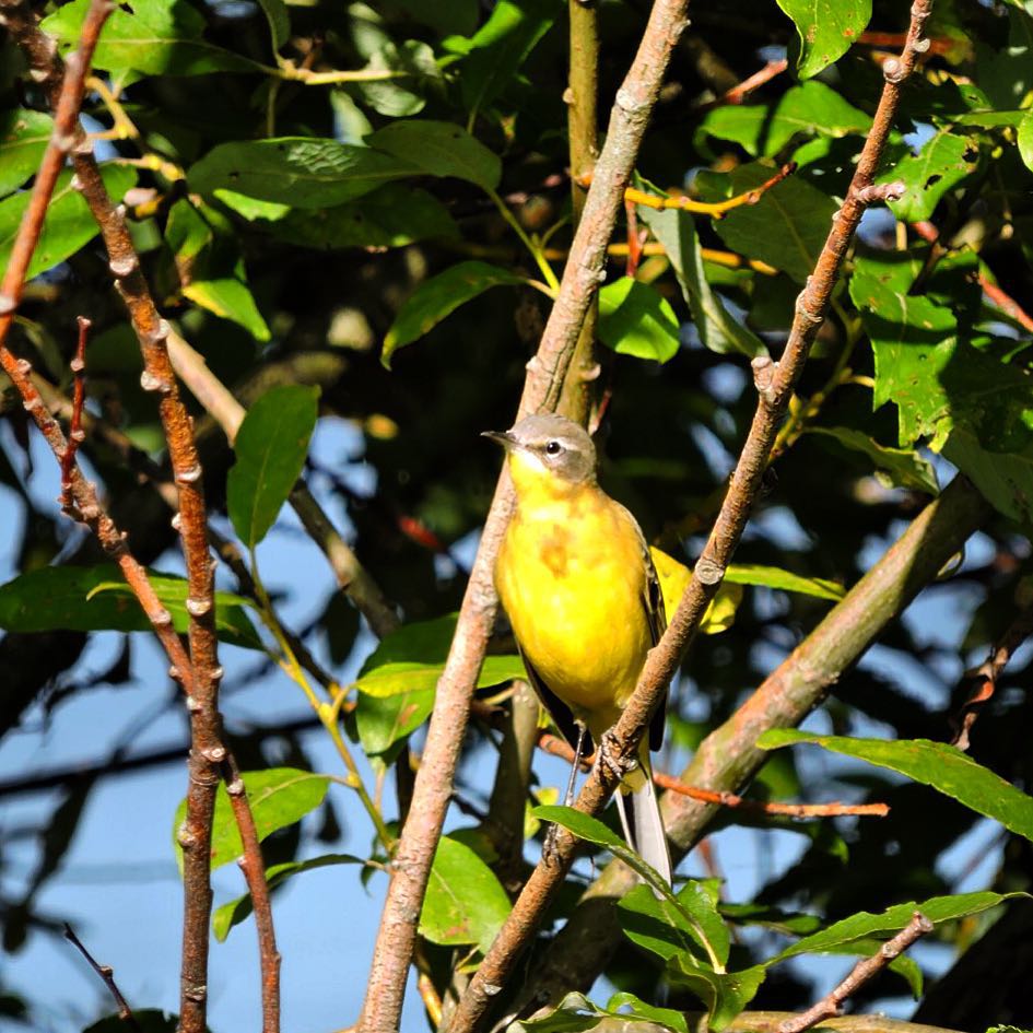 Yellow Wagtail