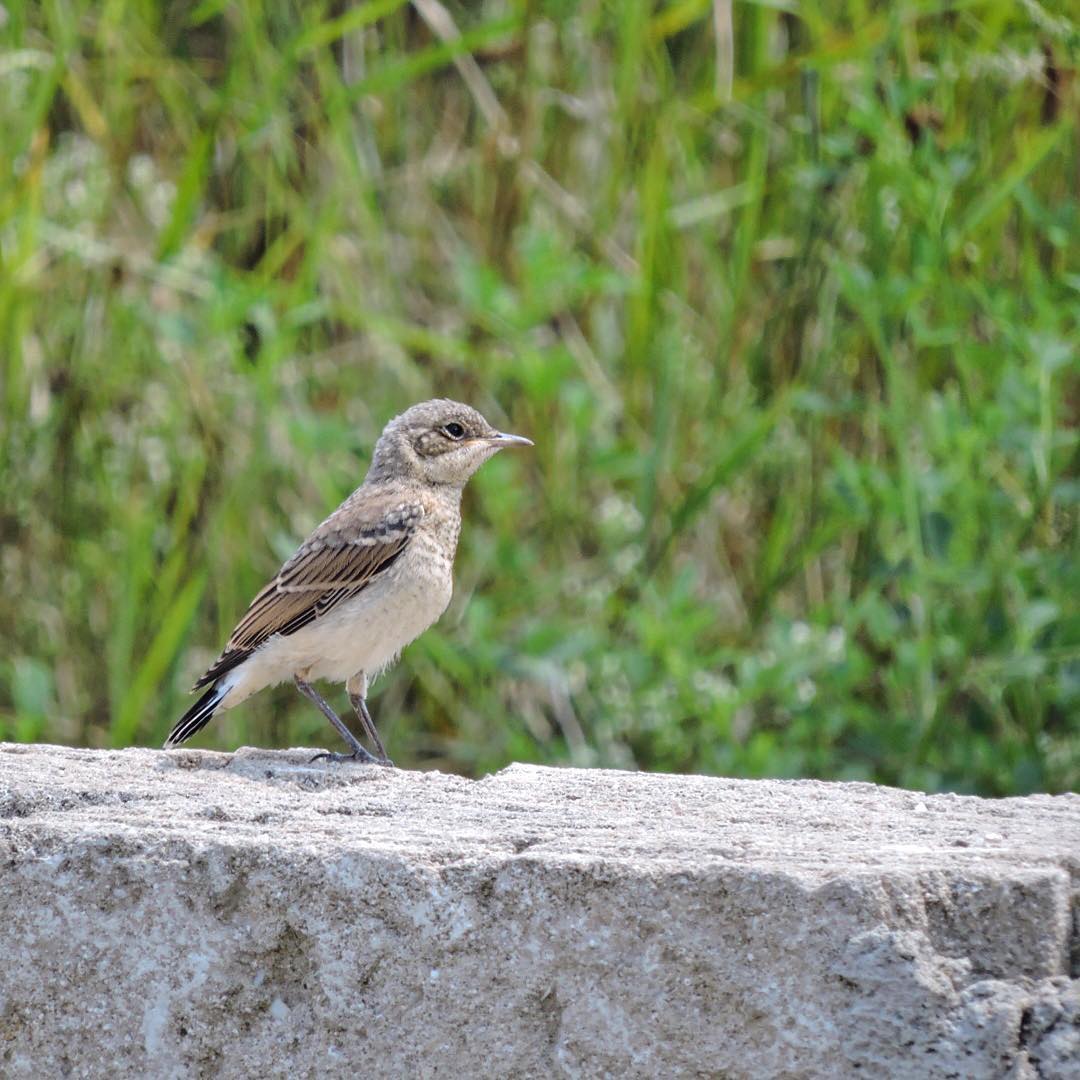 Wheatear 6