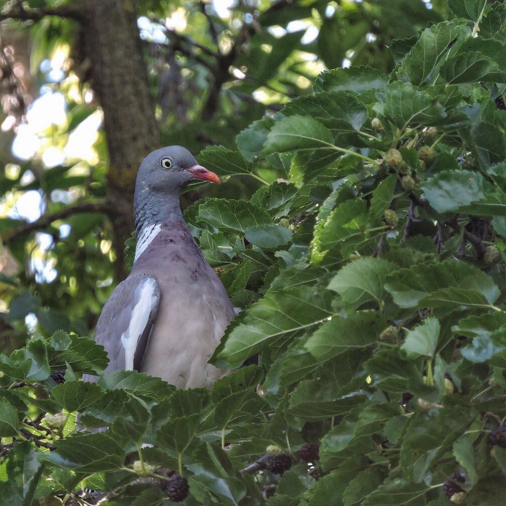 Wood Pigeon