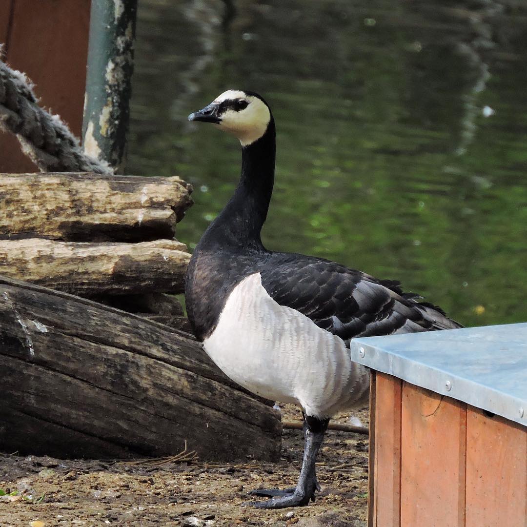 Barnacle Goose