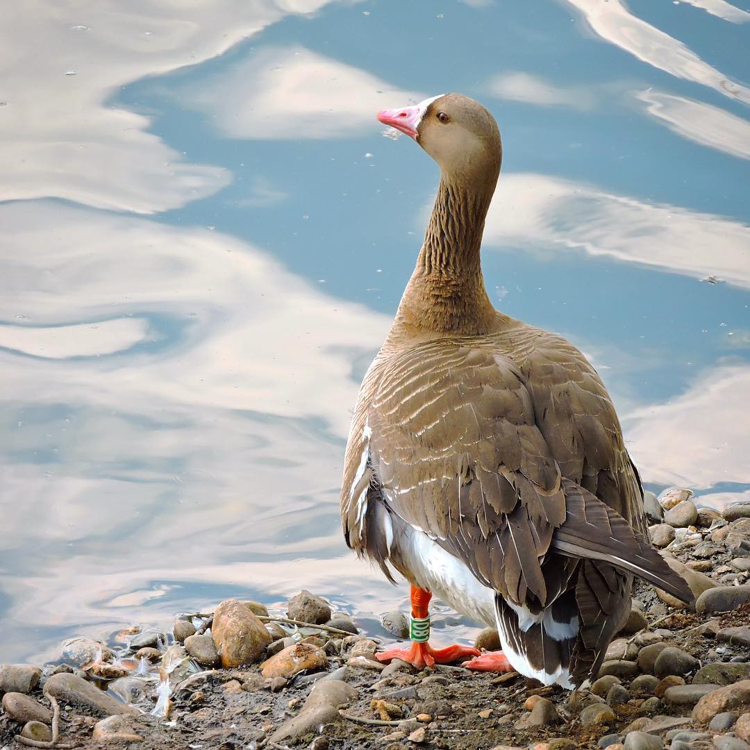 Greater White-fronted Goose