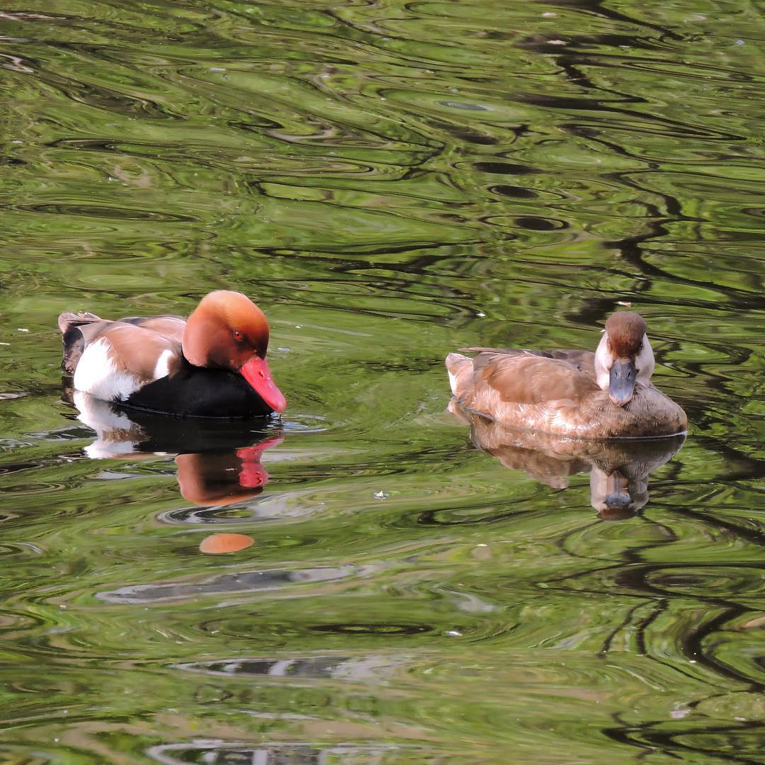 Red-crested Pochard
