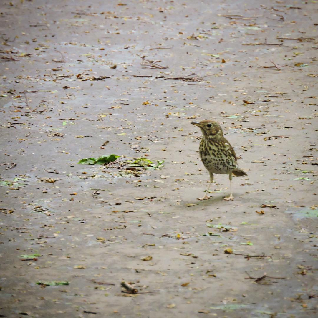 Song Thrush