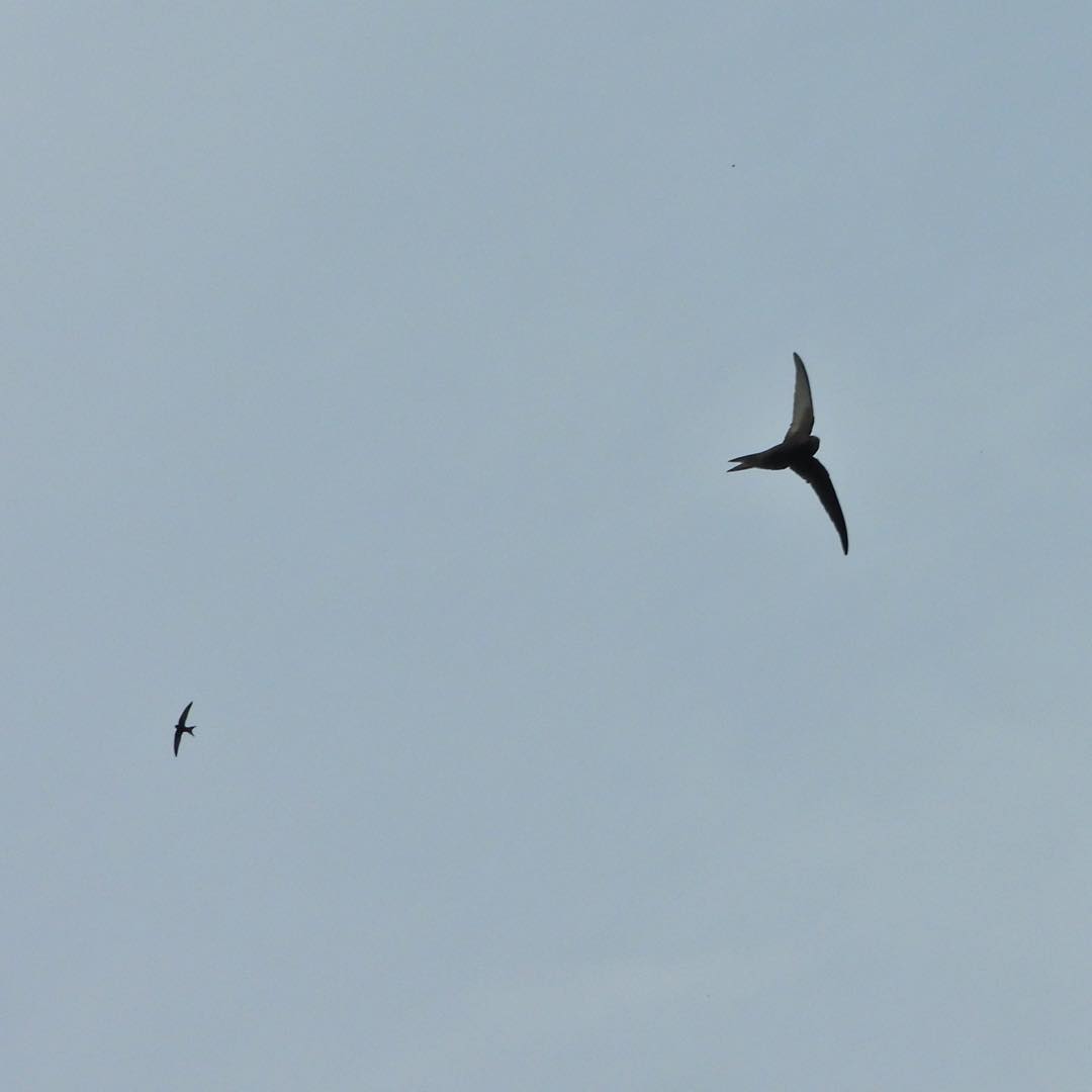 swifts