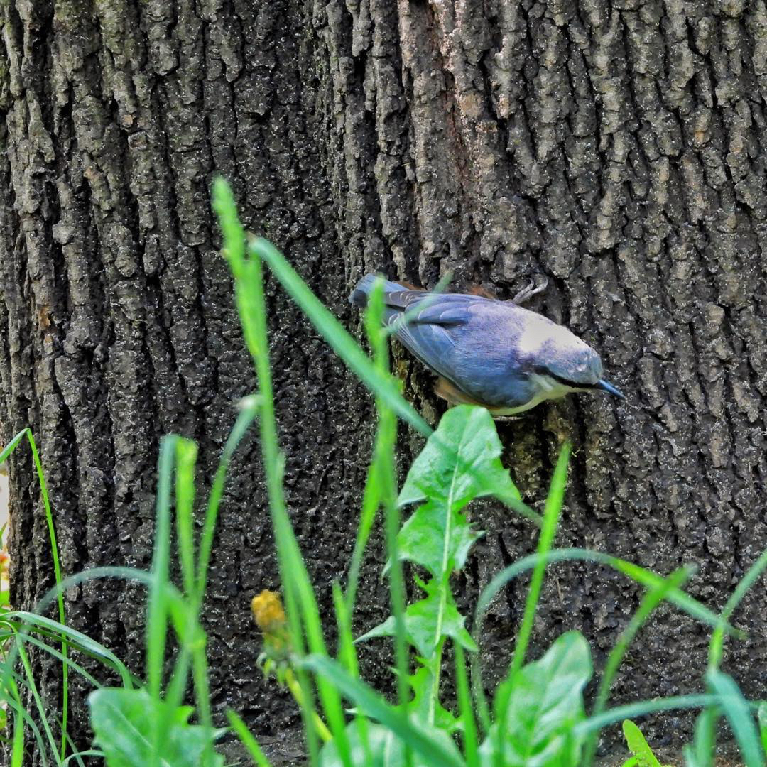 nuthatches