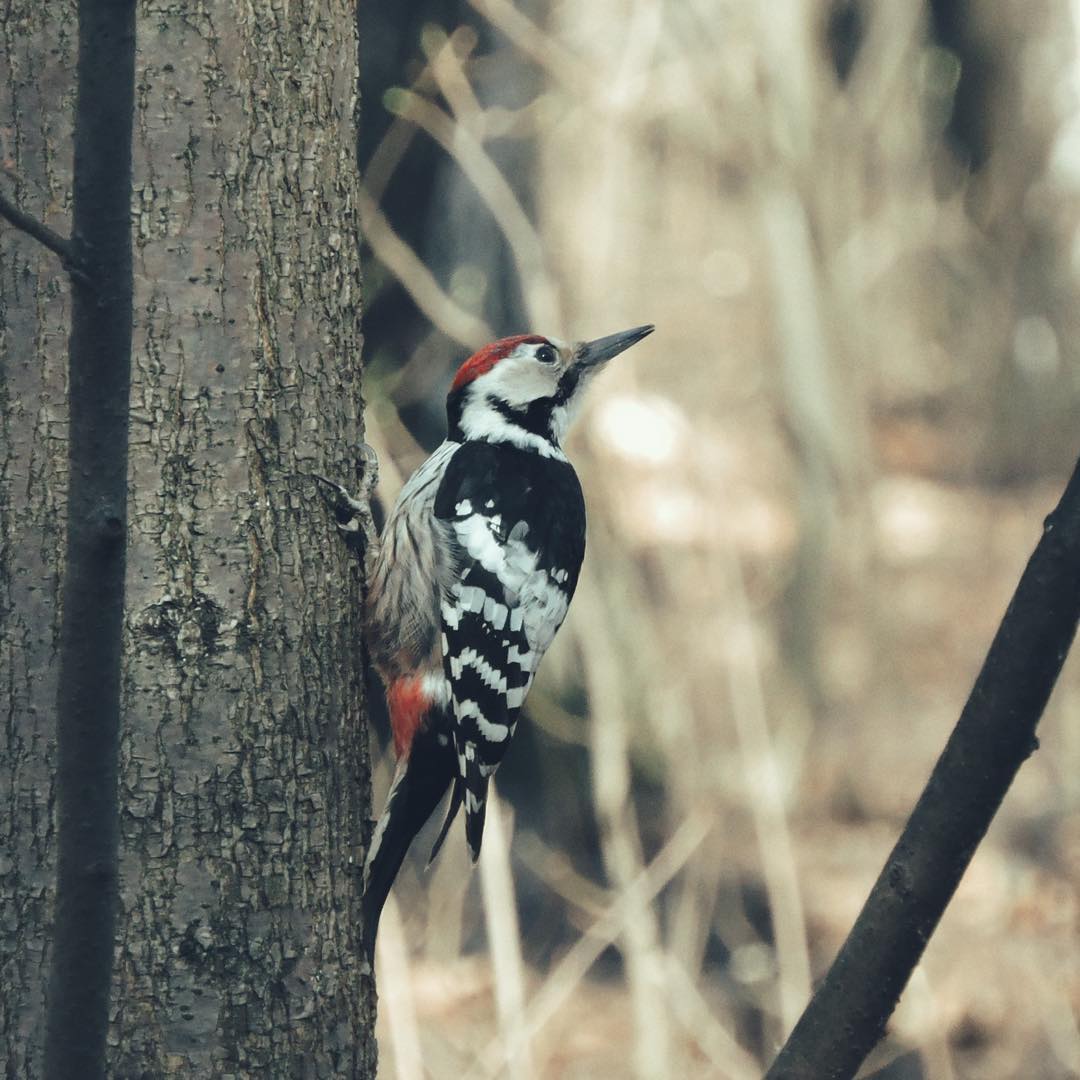 woodpeckers