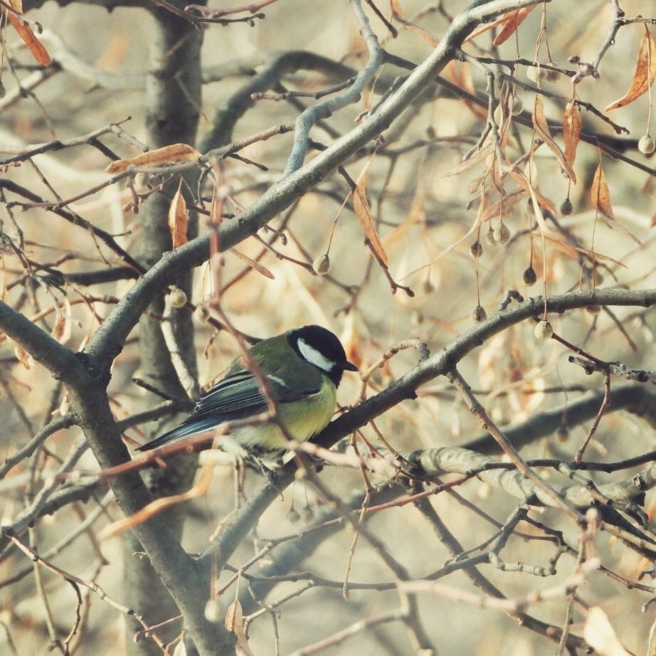 Great Tit 28