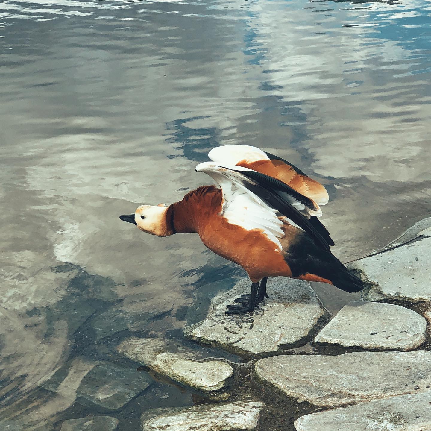 Ruddy Shelduck