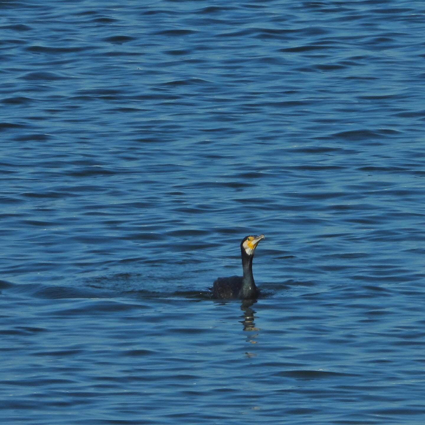 Great Cormorant 2