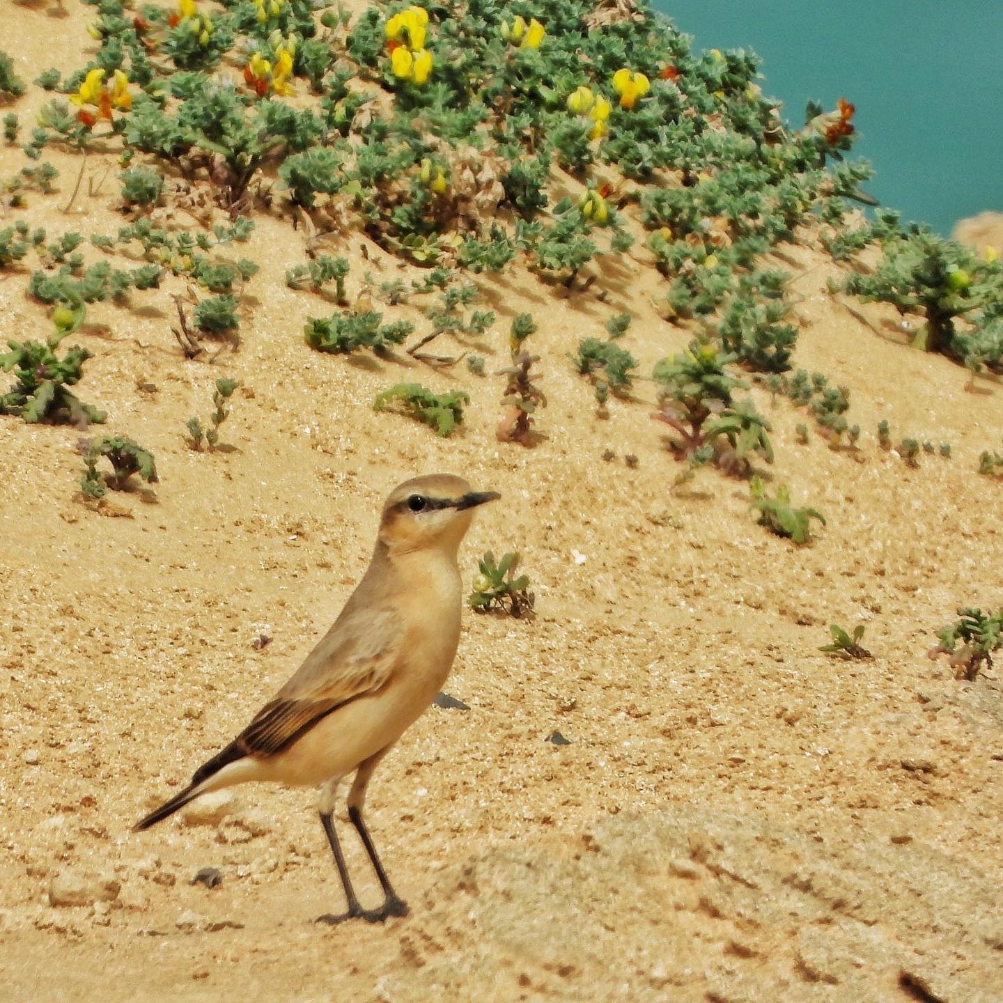 Isabelline Wheatear