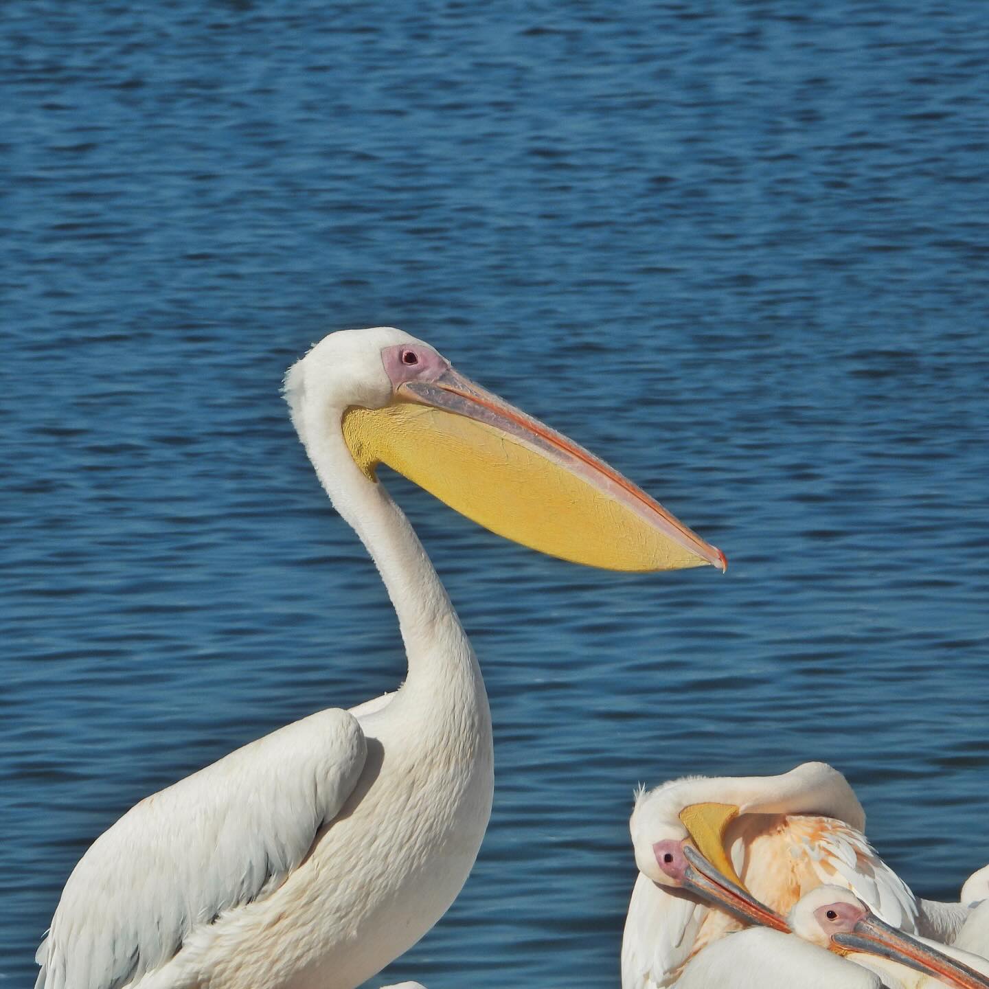 pelicans
