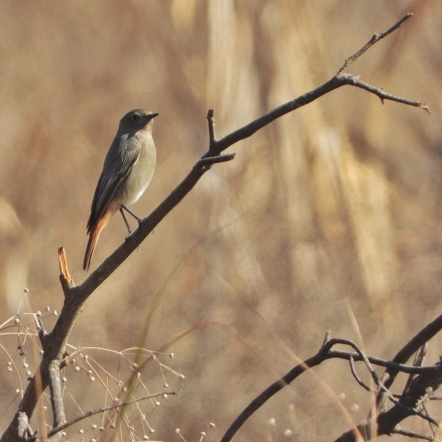 Black Redstart 6