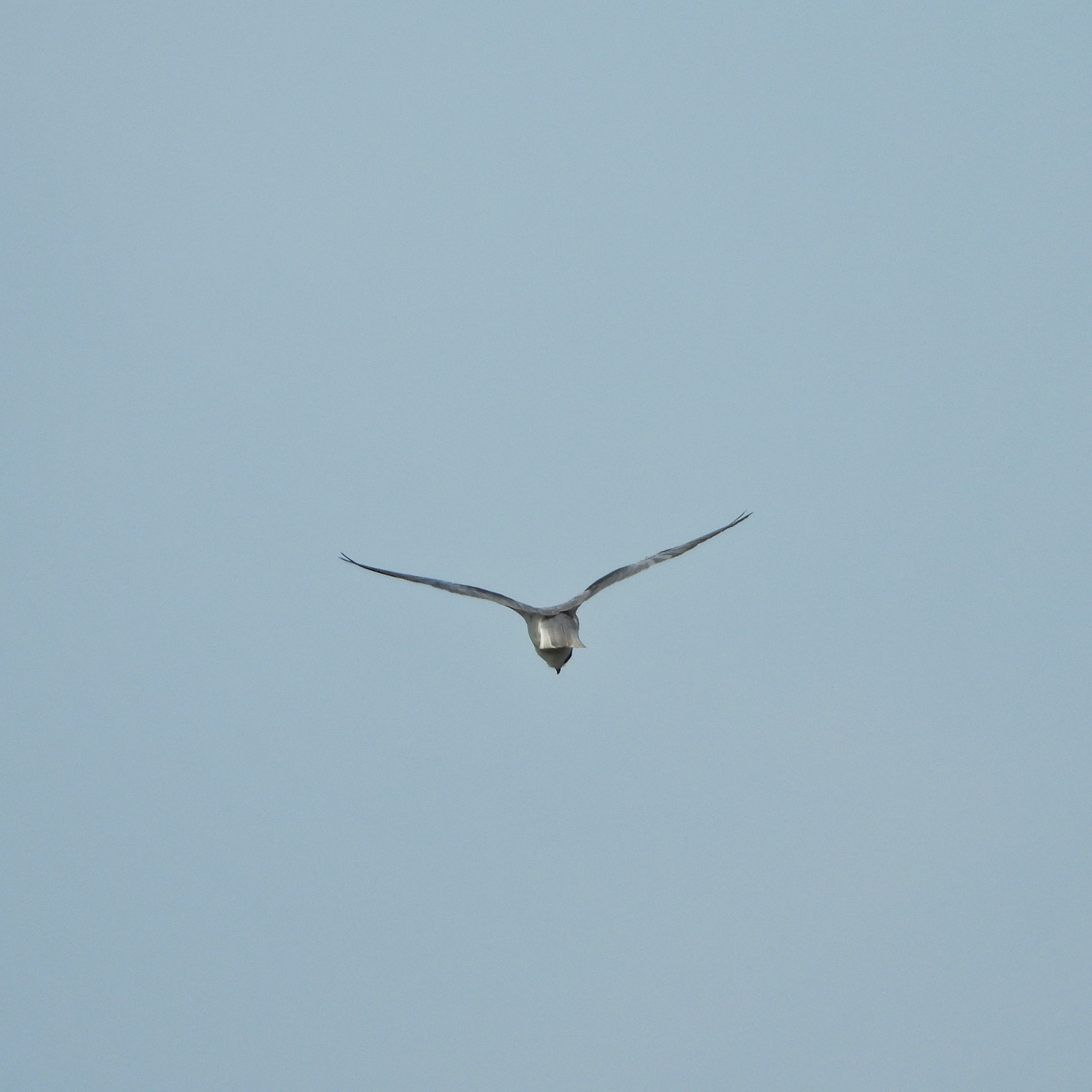 Black Winged Kite 1