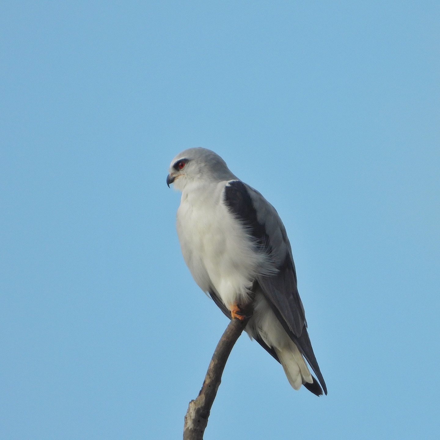 Black Winged Kite 2