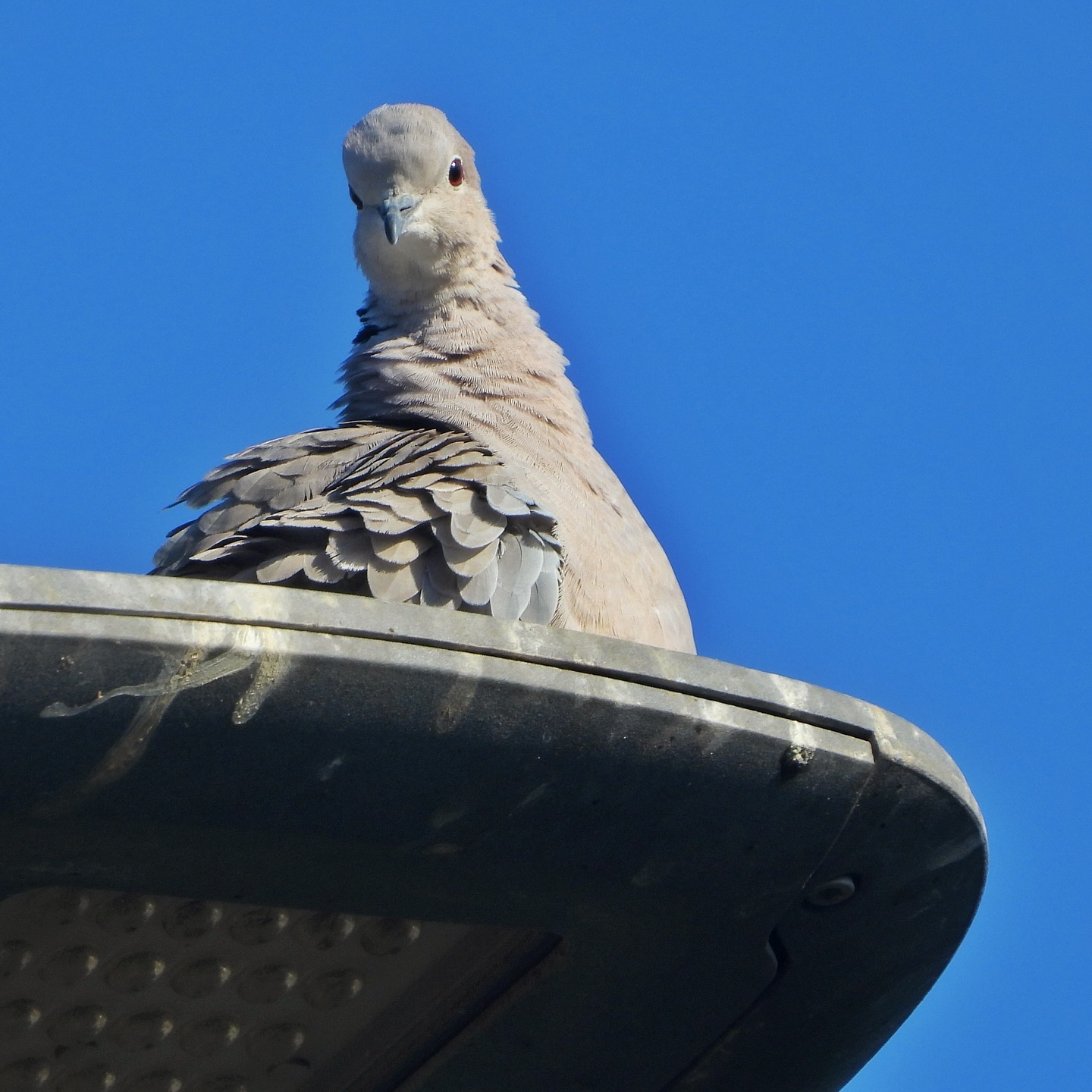 Collared Dove 8