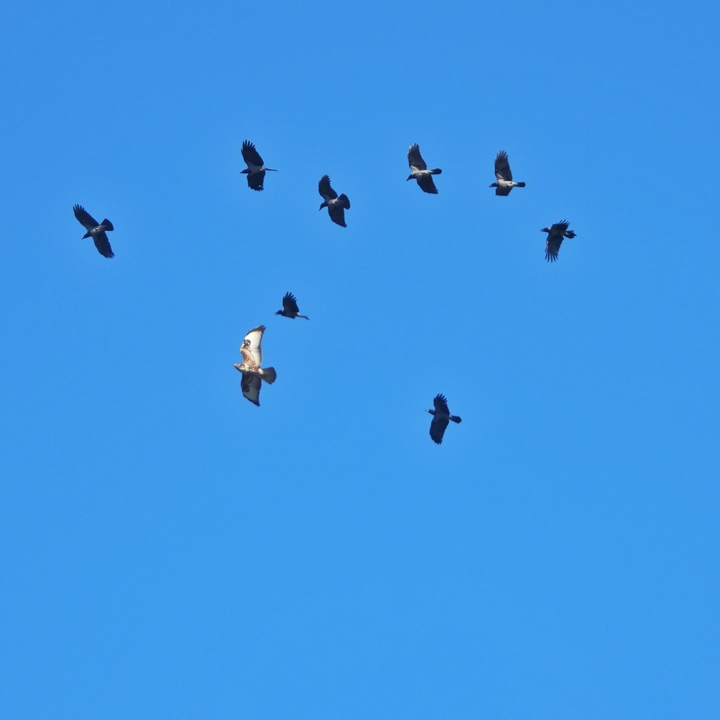 Common Buzzard Hooded Crow 1