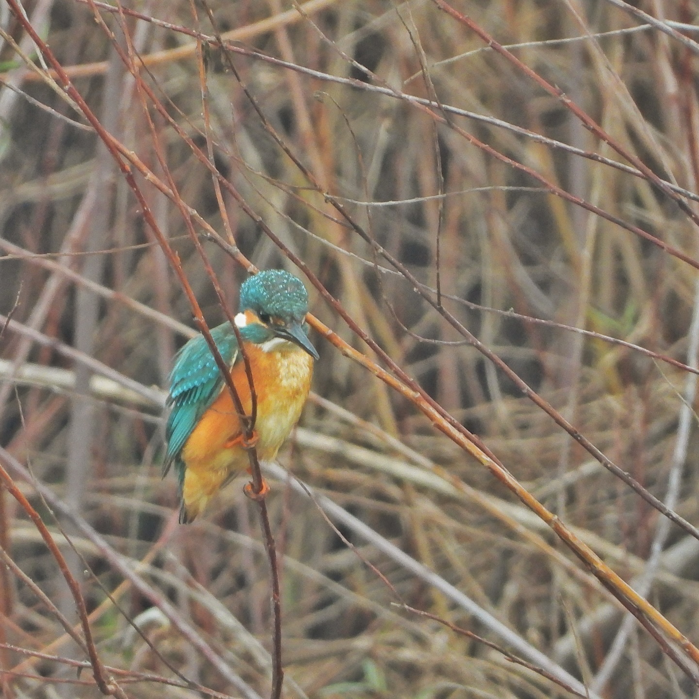 Common Kingfisher 1