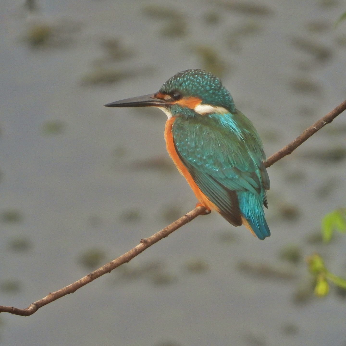 Common Kingfisher 2