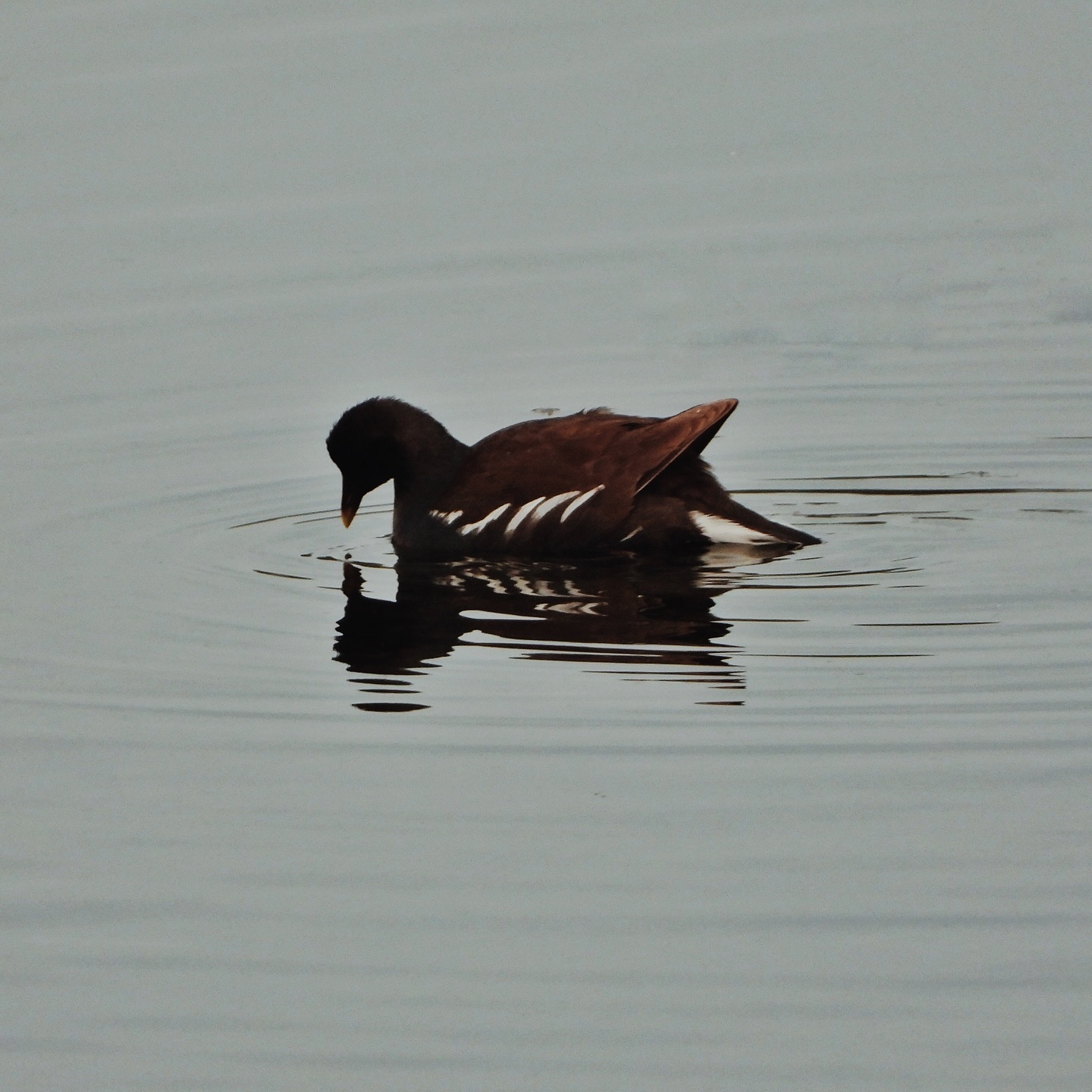 Common Moorhen 13
