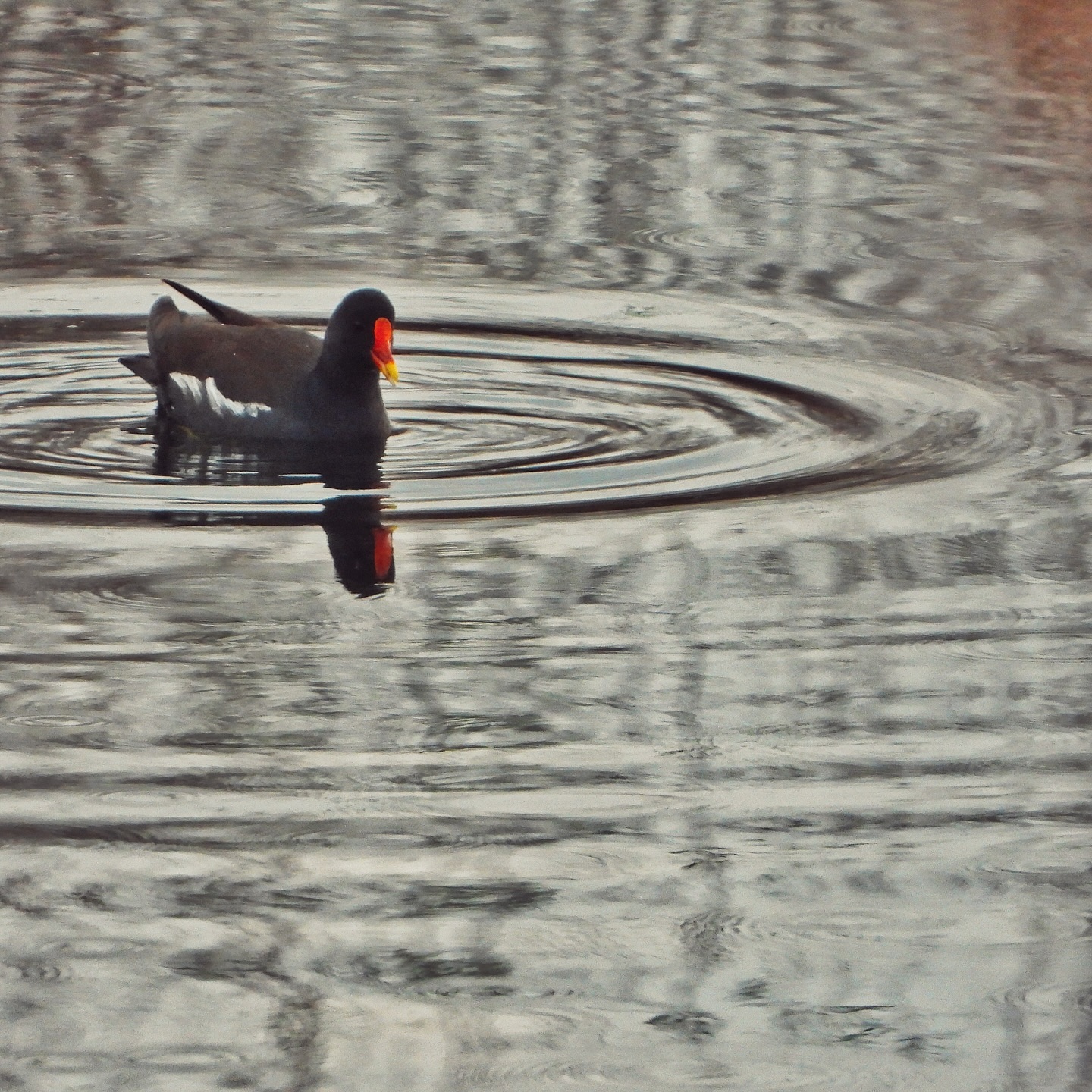 Common Moorhen 14
