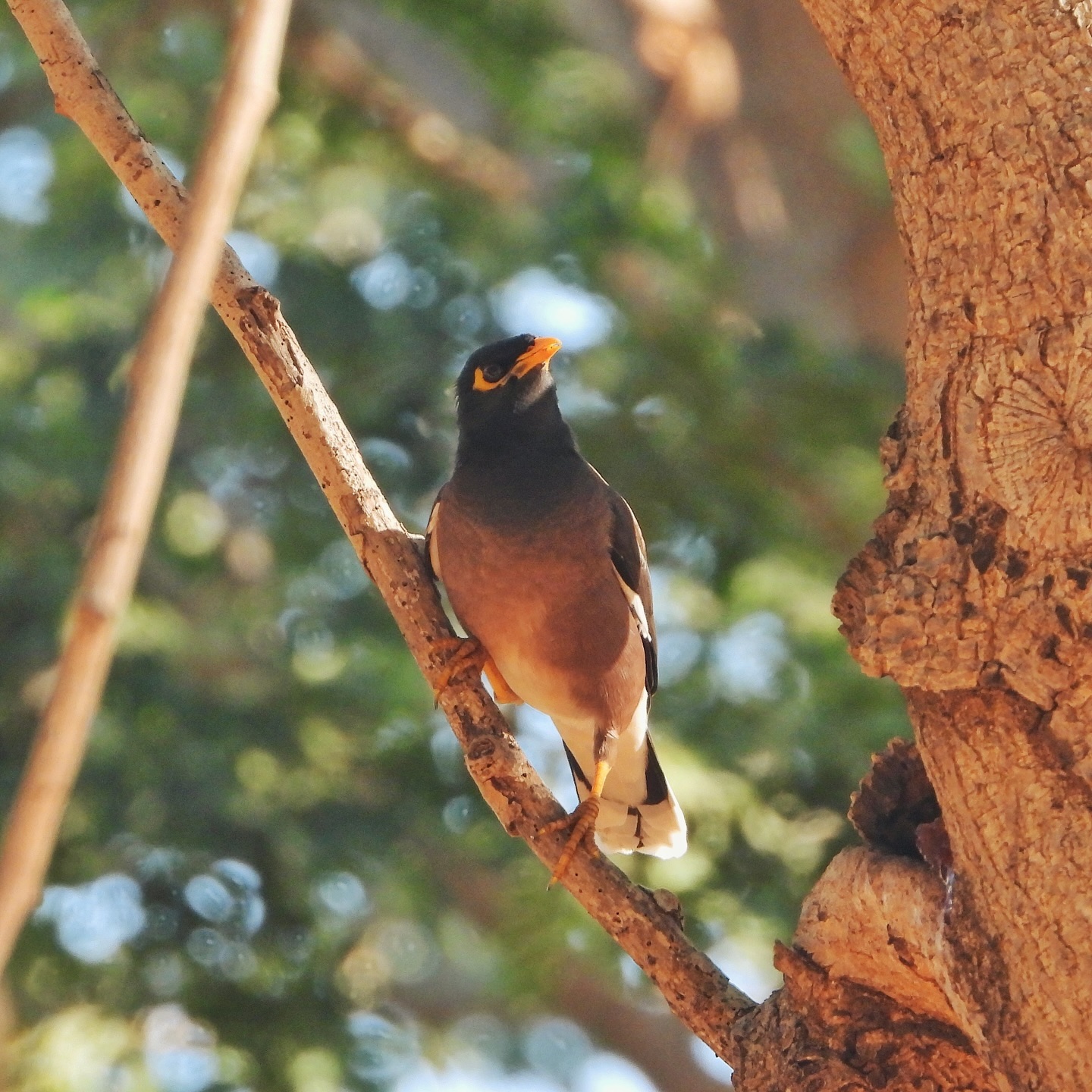 Common Myna 24