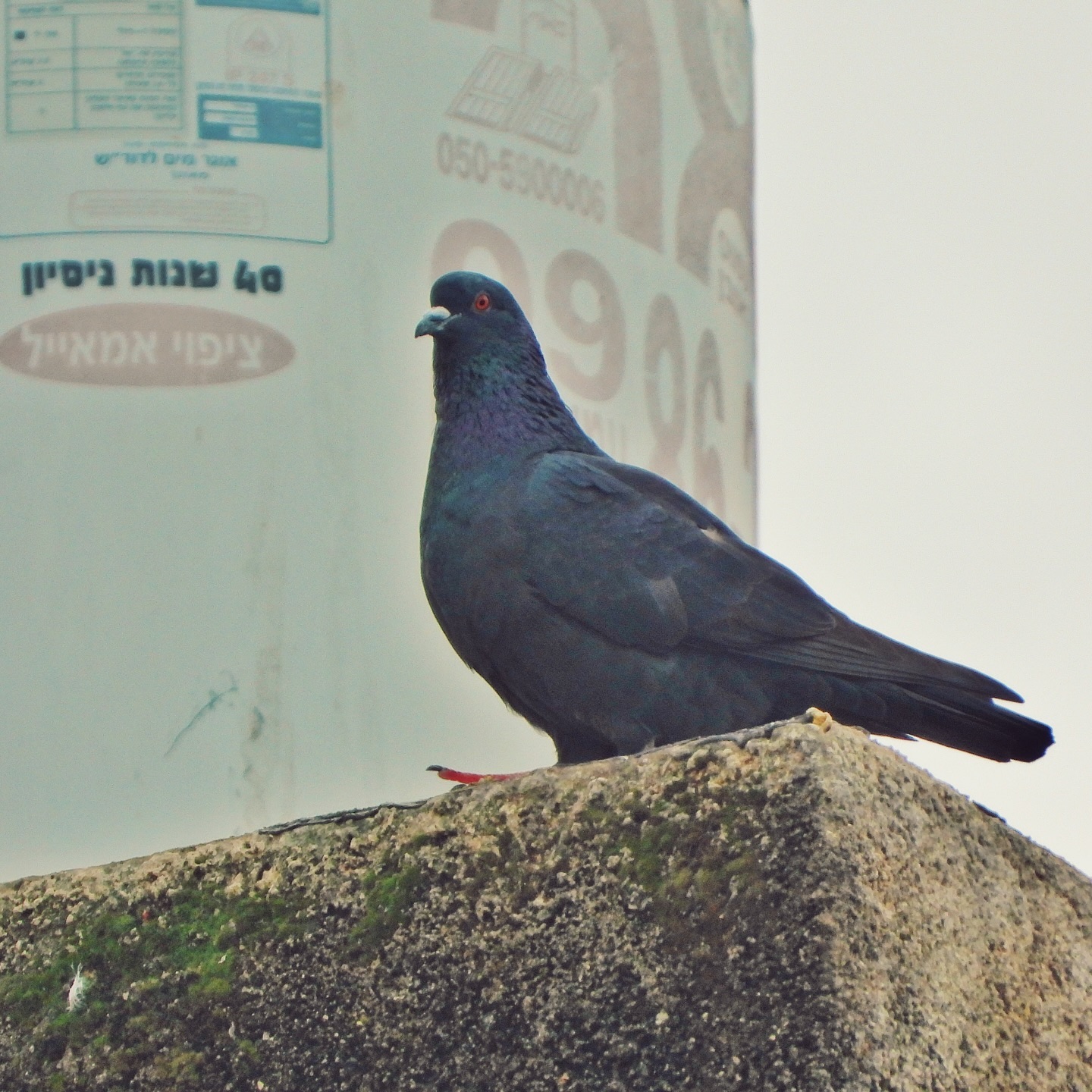 Domestic Pigeon 22