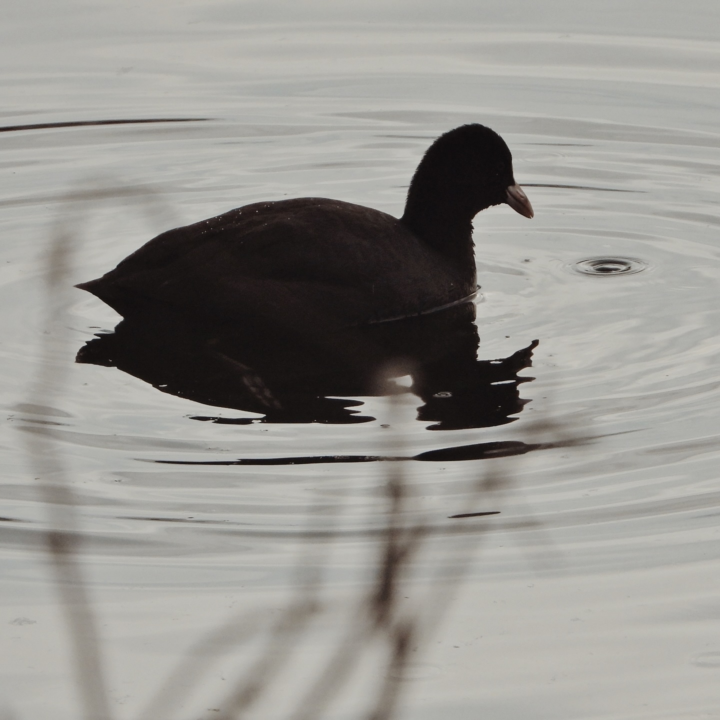 Eurasian Coot 13