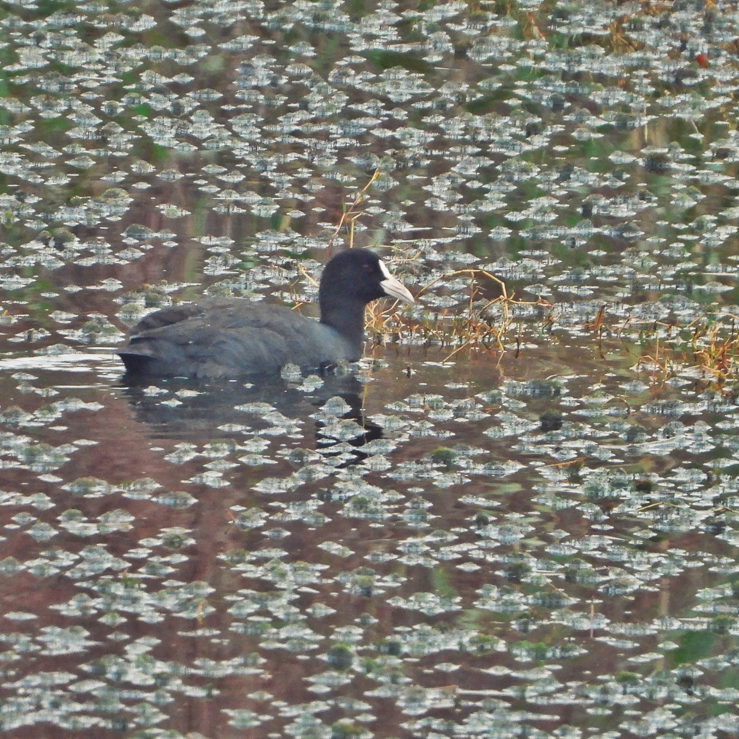 Eurasian Coot 14