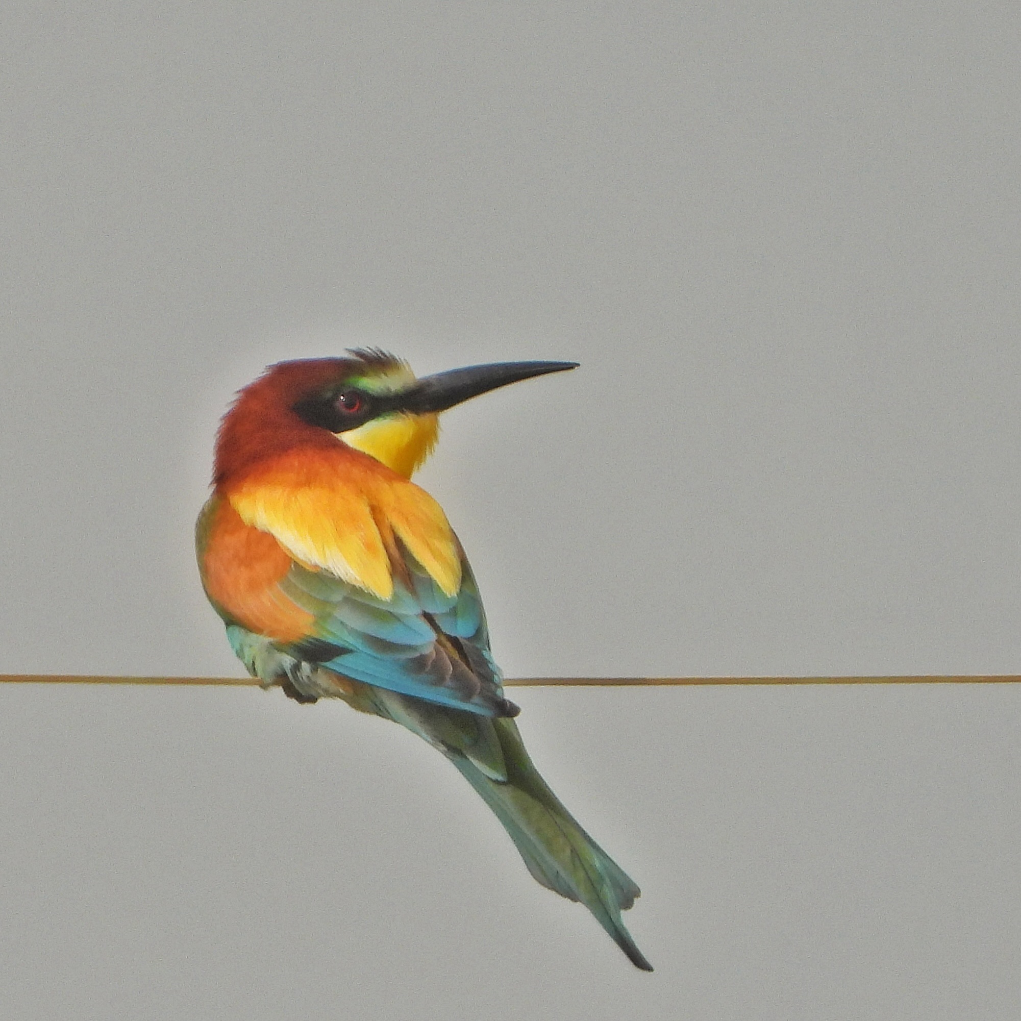 European Bee Eater 3