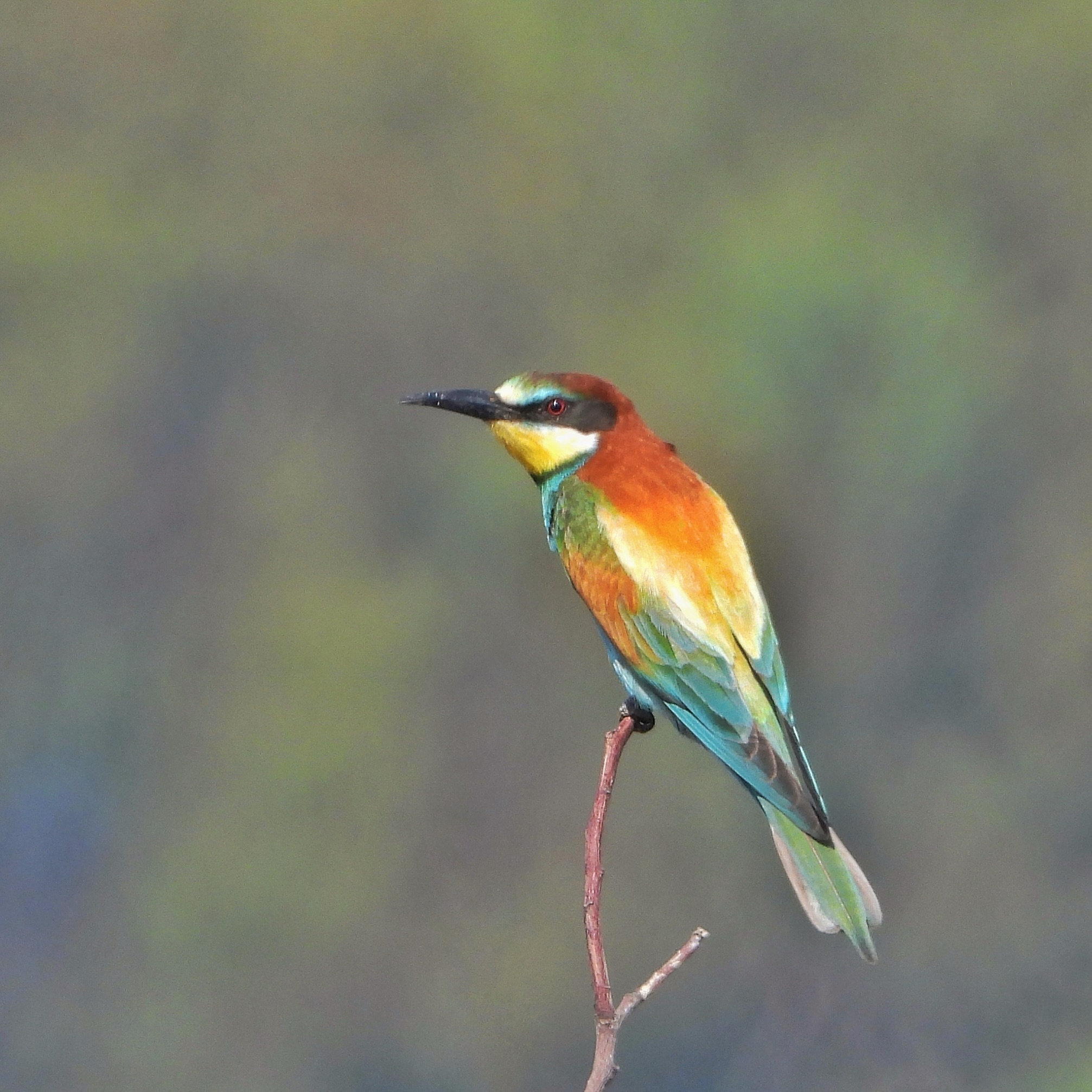 bee-eaters