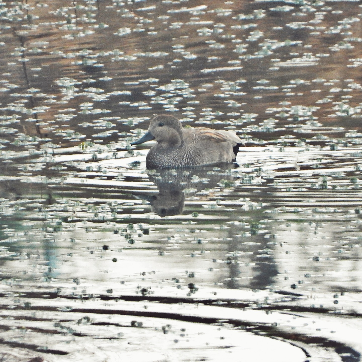 Gadwall 1