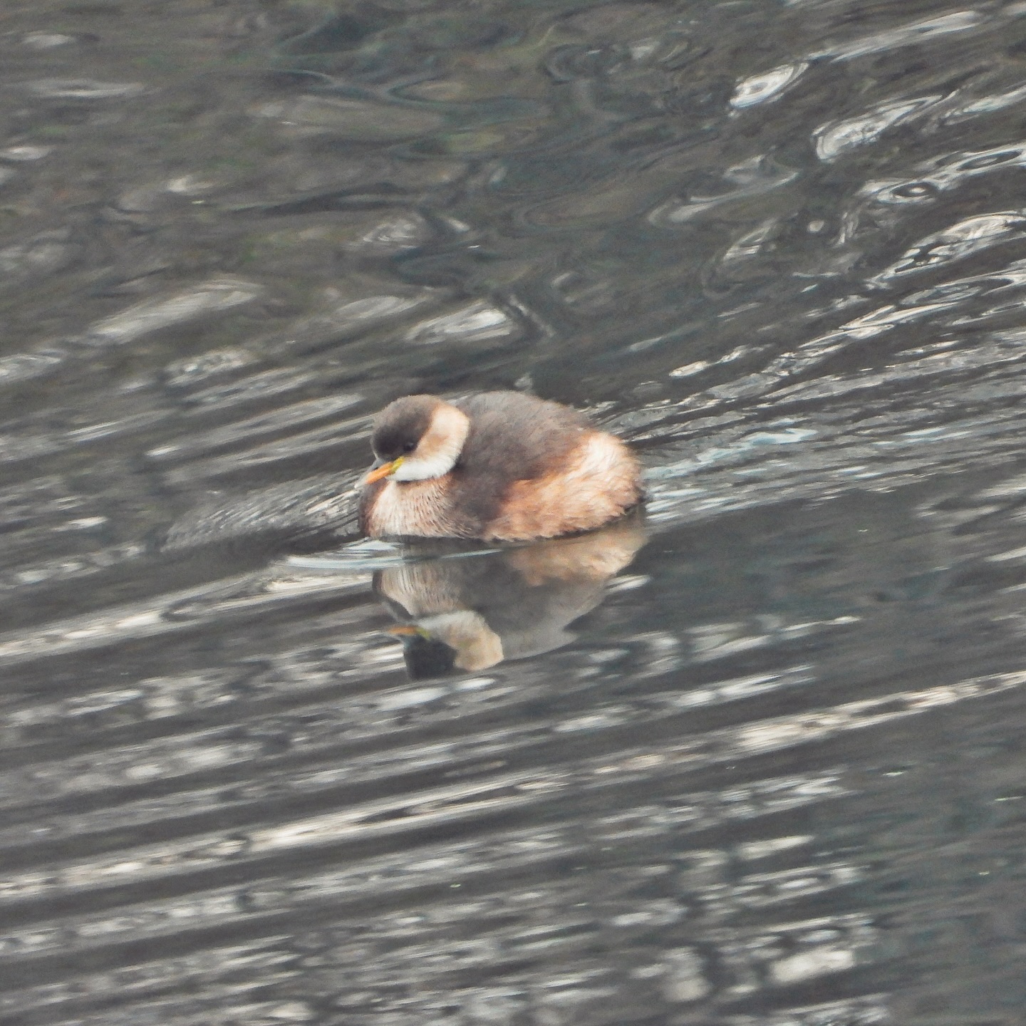 Little Grebe 5