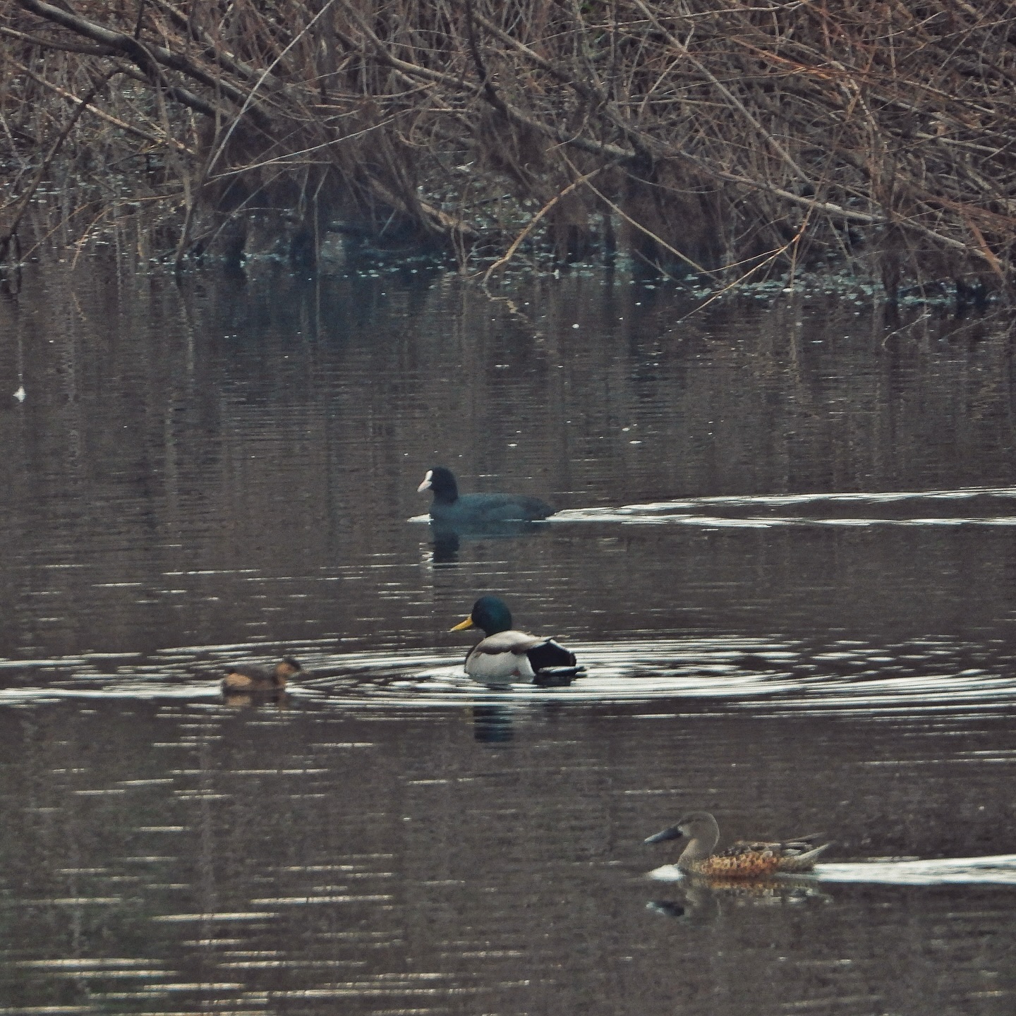 Mallard Eurasian Coot Little Grebe Northern Shoveler 1