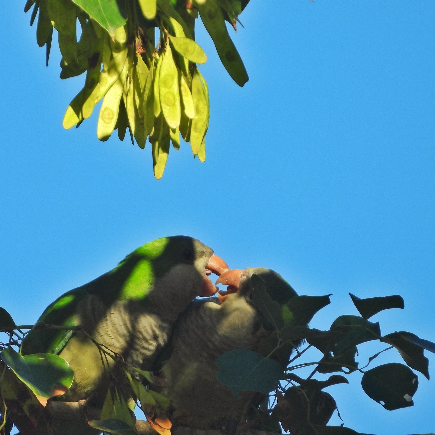 Monk Parakeet 17