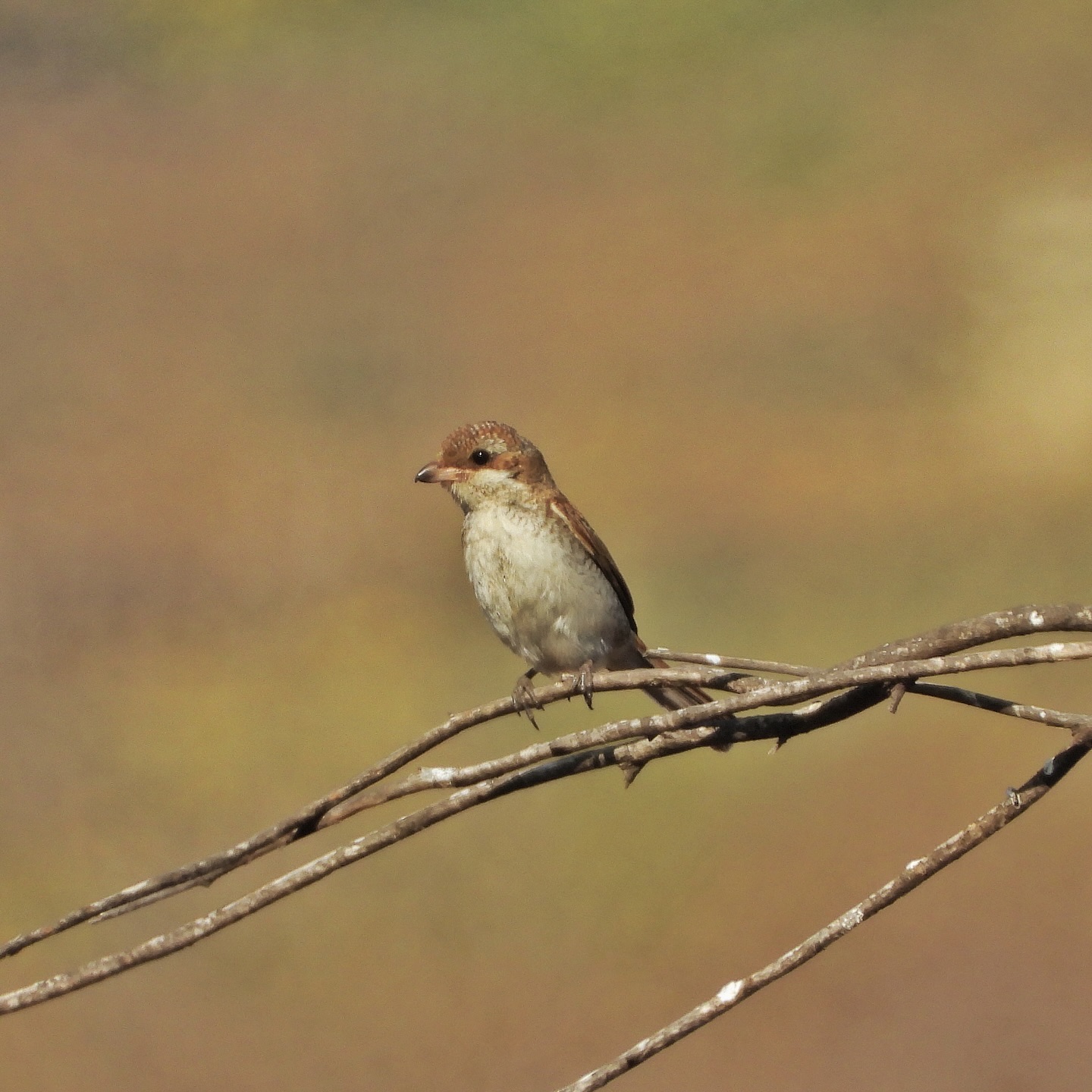 Red Backed Shrike 5