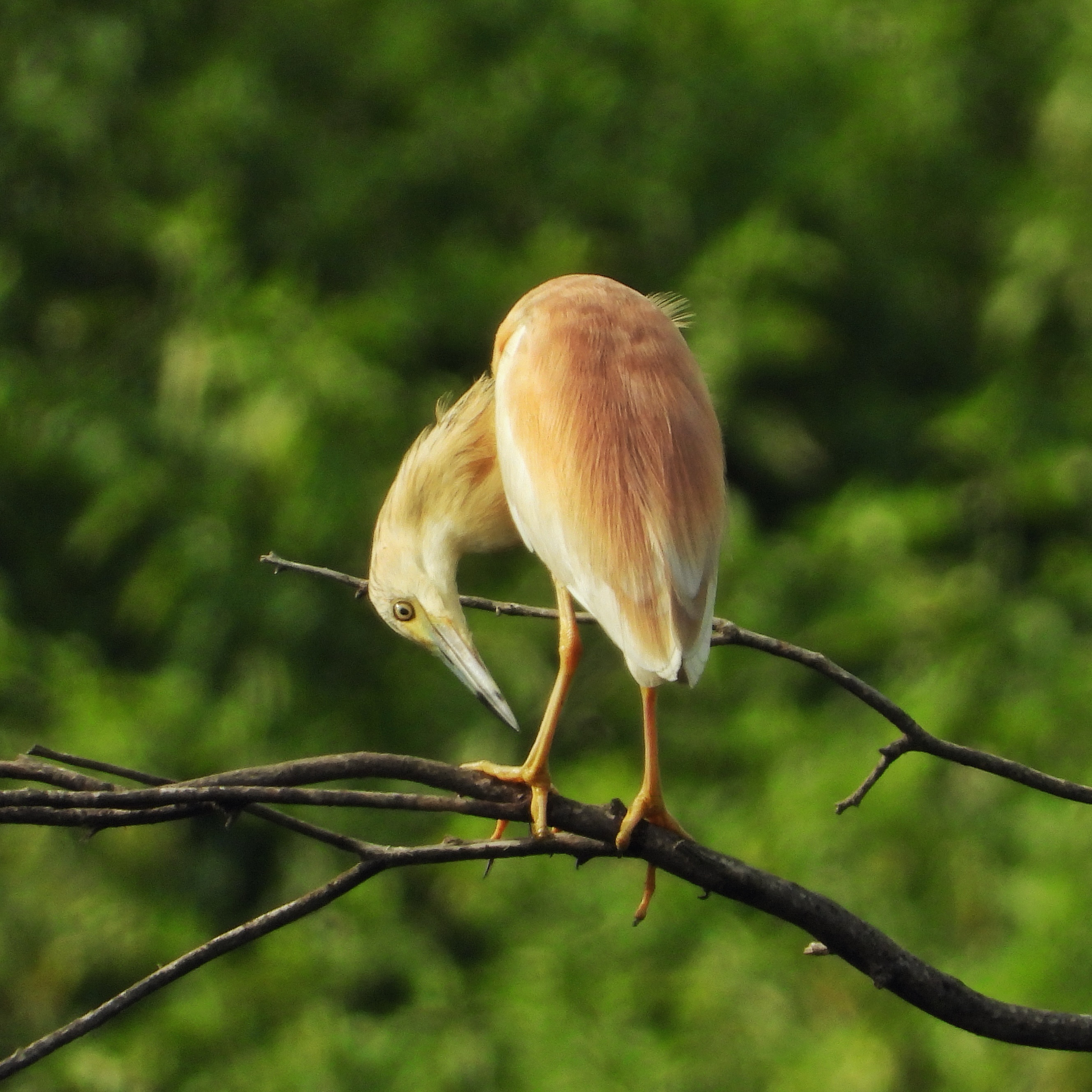 Squacco Heron 1