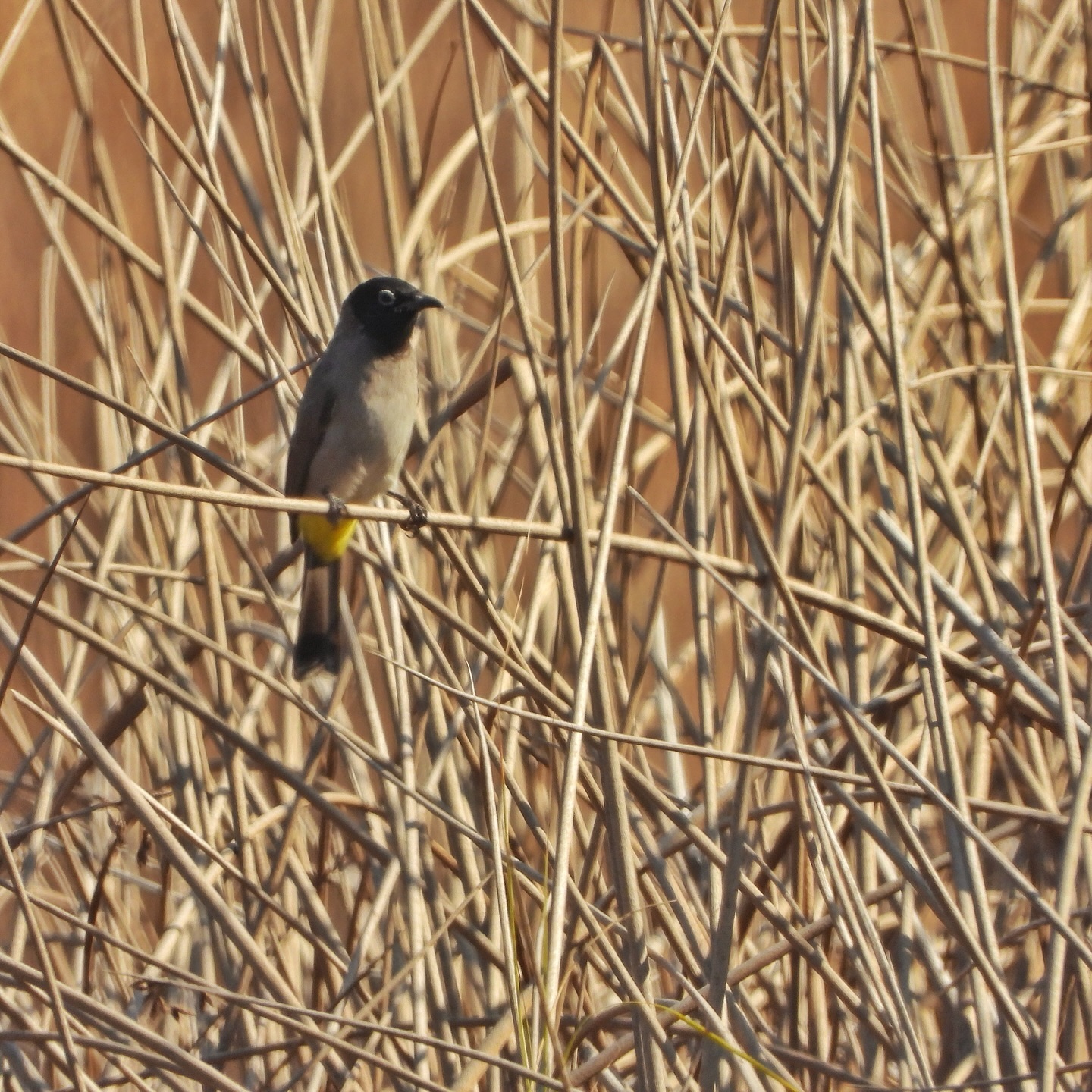 White Spectacled Bulbul 18