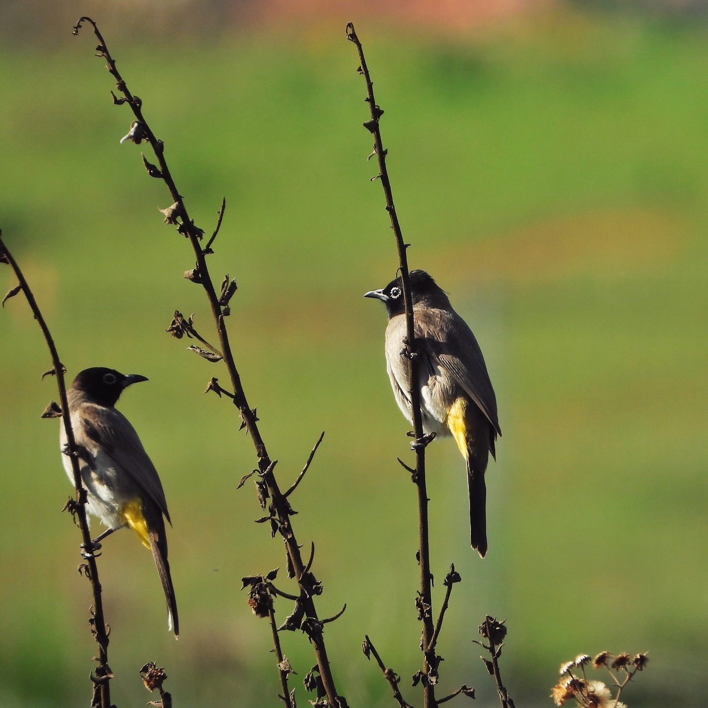 White Spectacled Bulbul 19