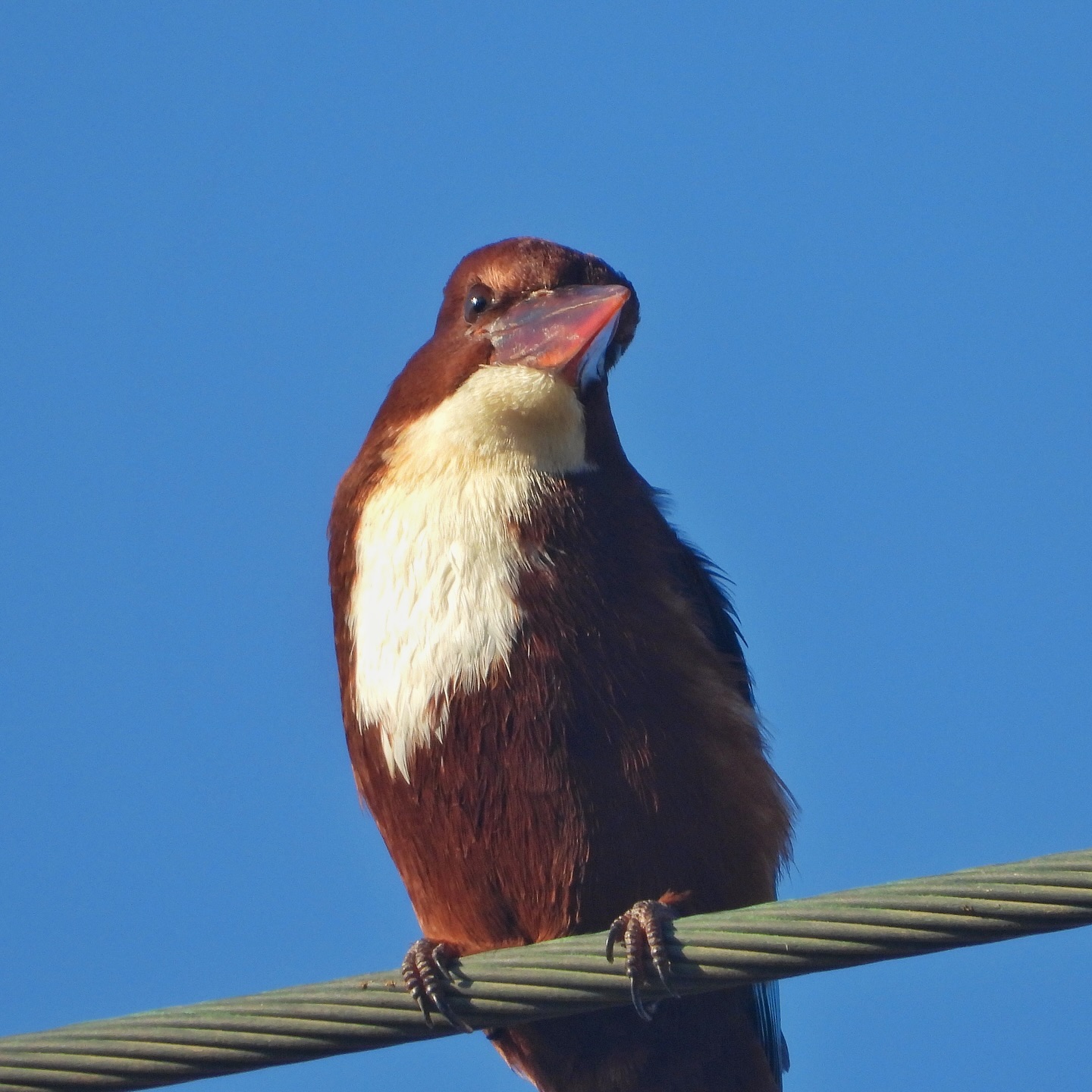 White Throated Kingfisher 18