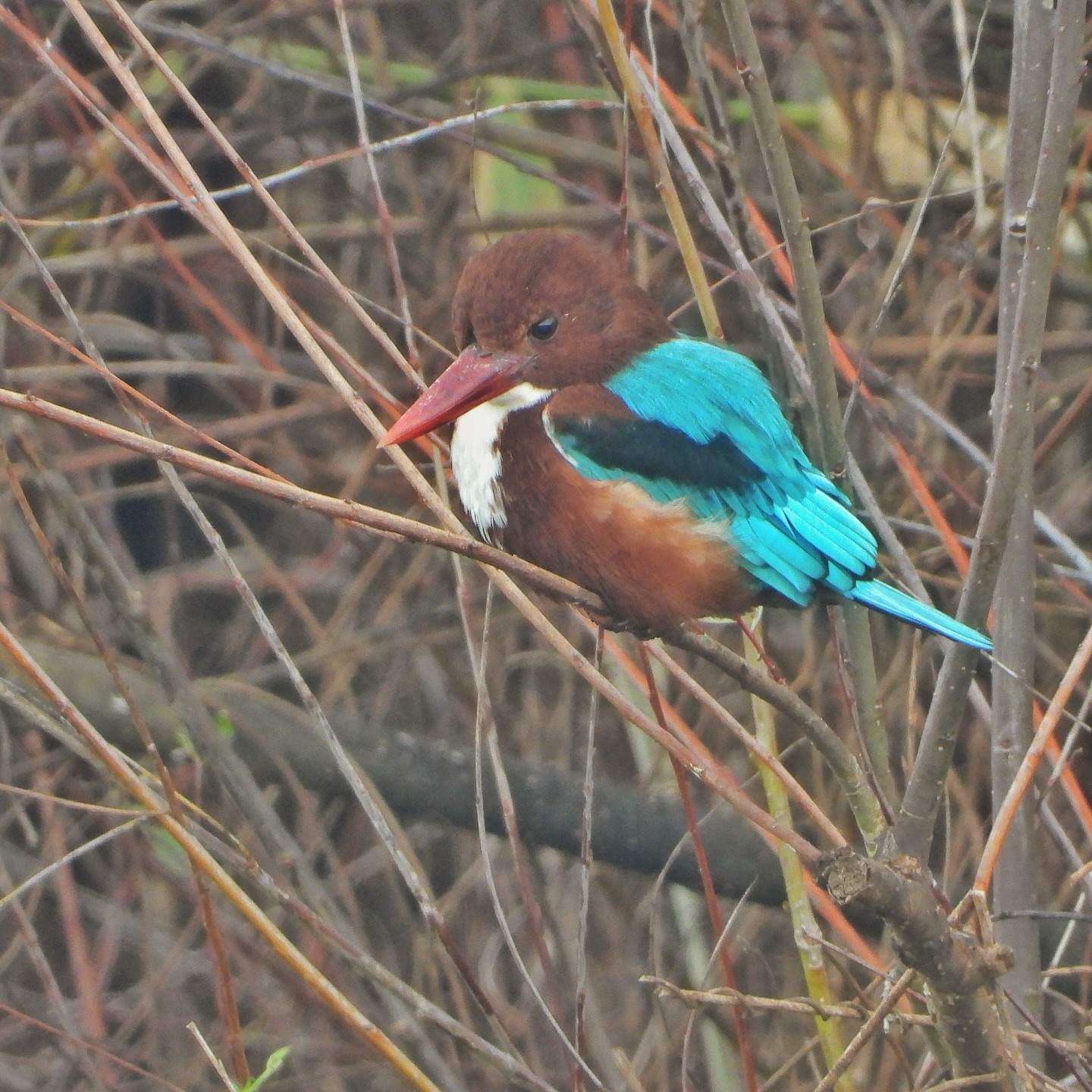 White Throated Kingfisher 19