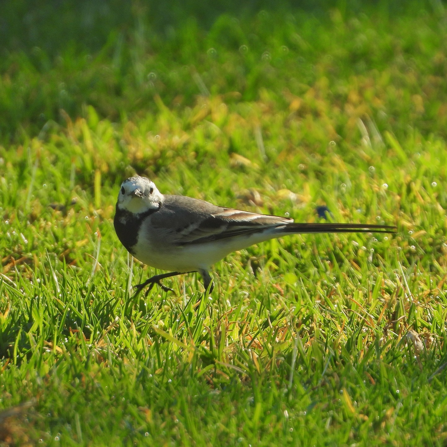 White Wagtail 31