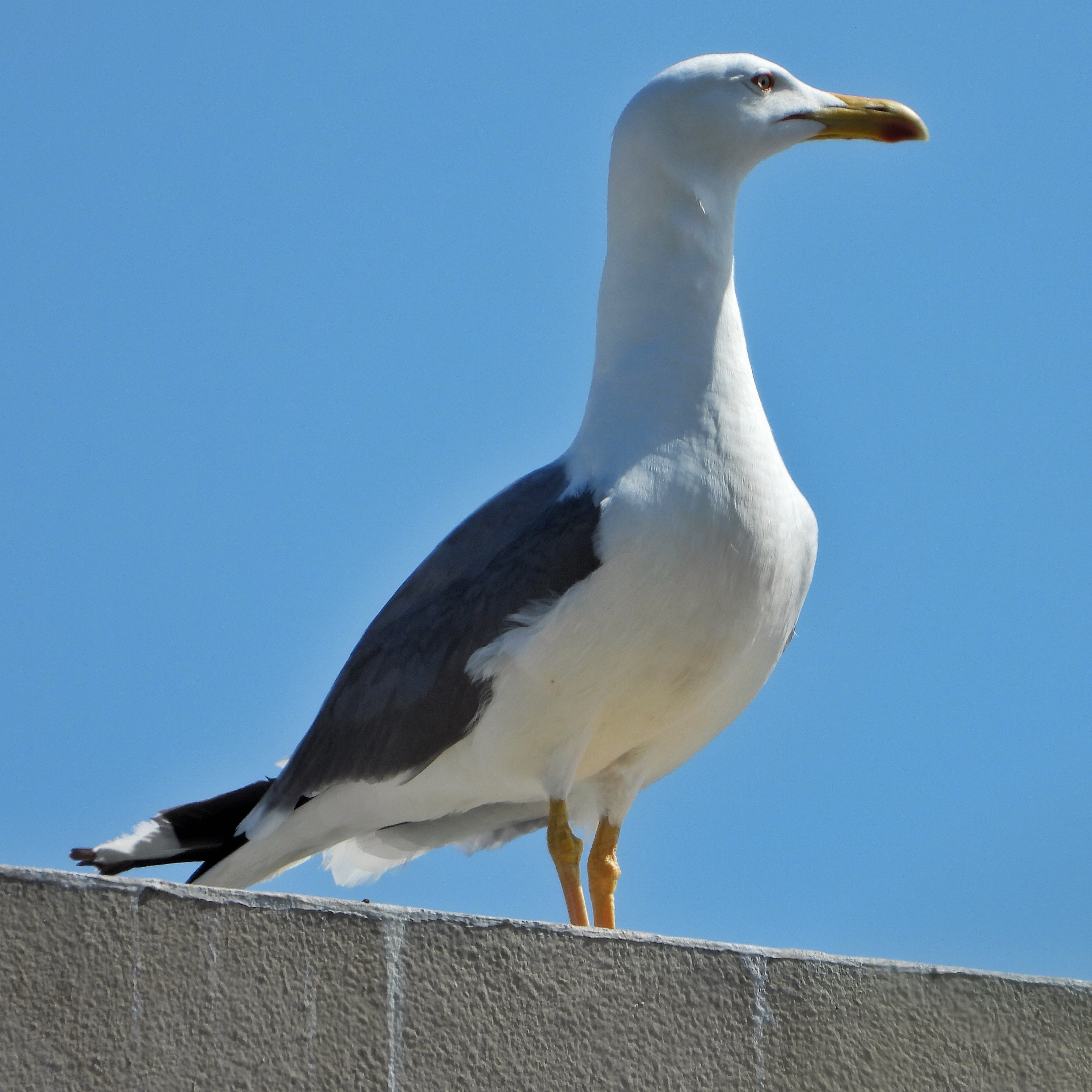 Yellow Legged Gull 4