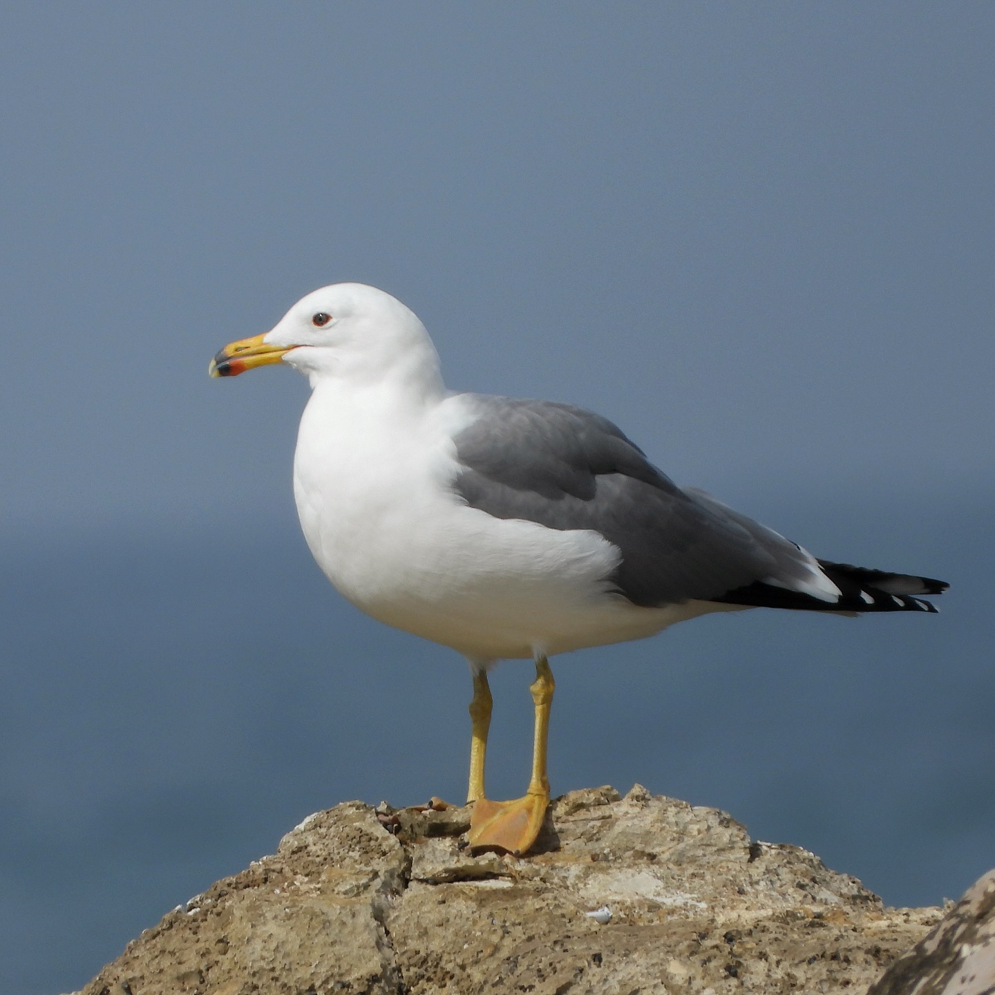 Armenian Gull 12