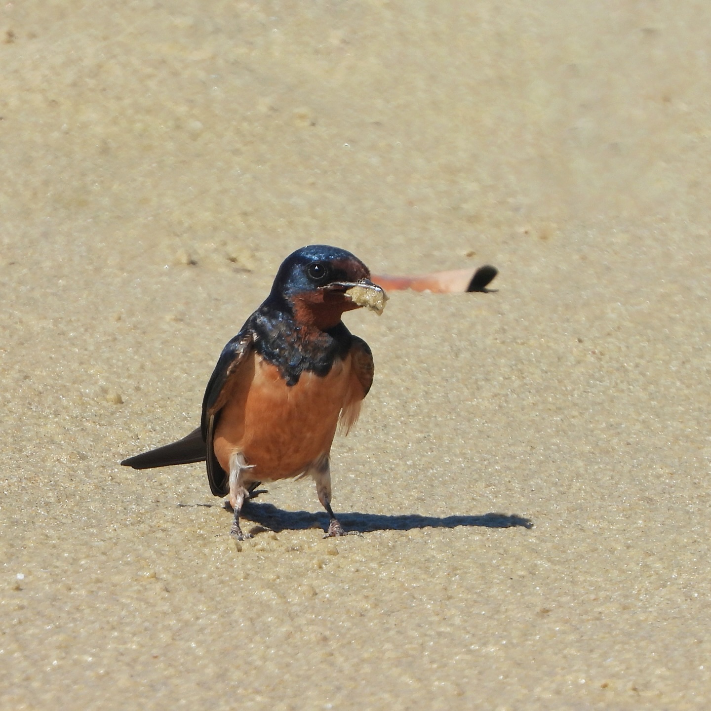 Barn Swallow 16