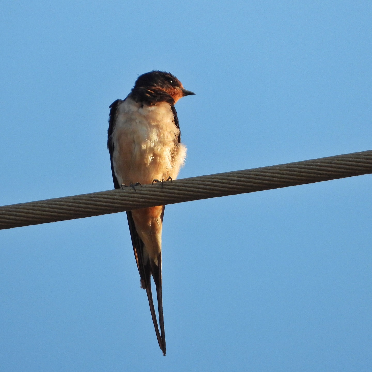 Barn Swallow 19