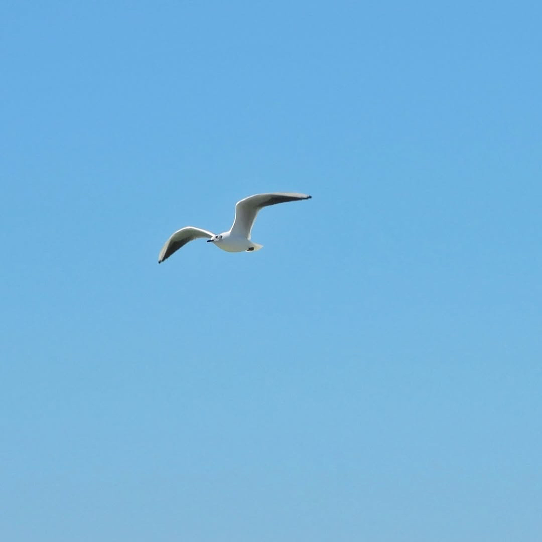 Black-headed Gull