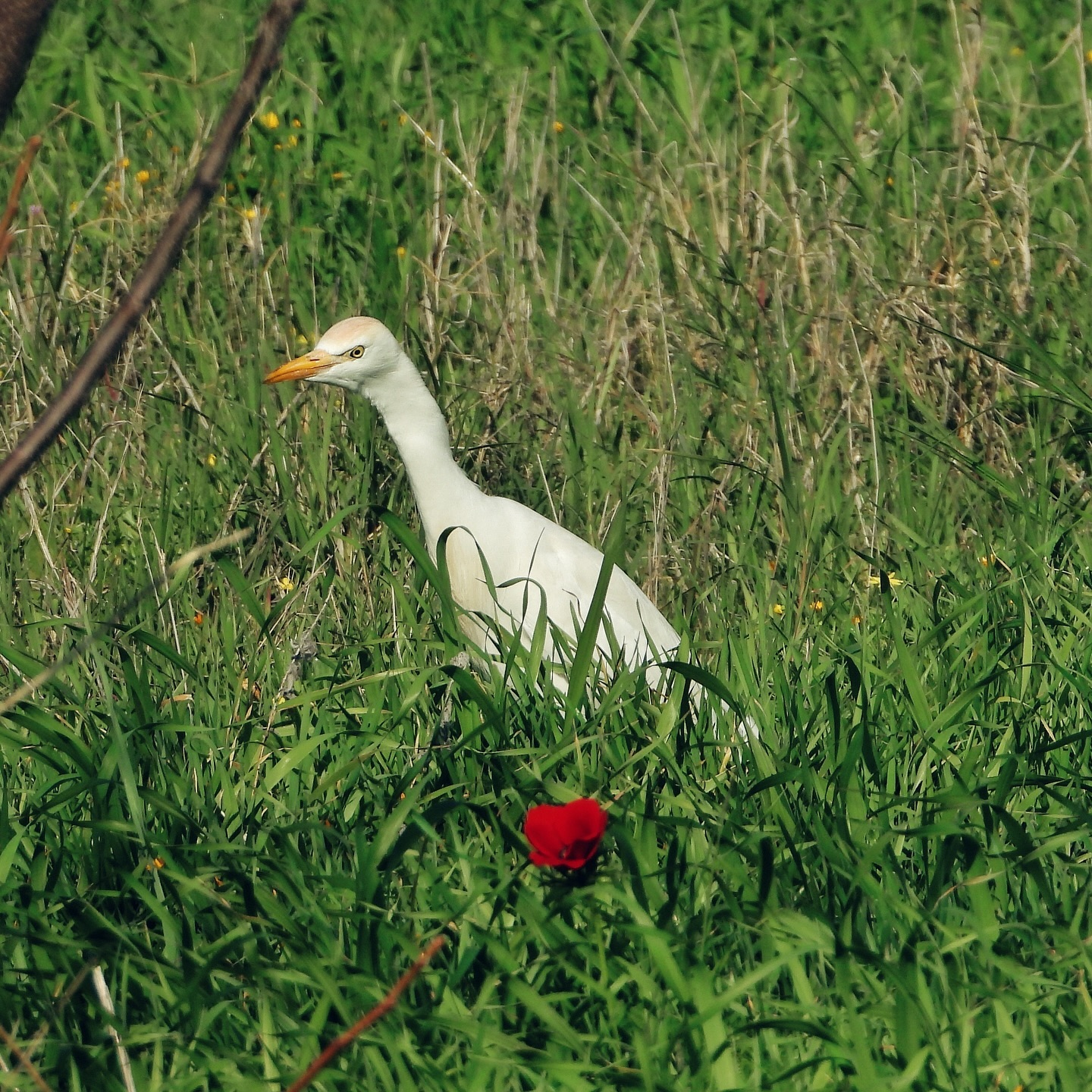 Cattle Egret 9